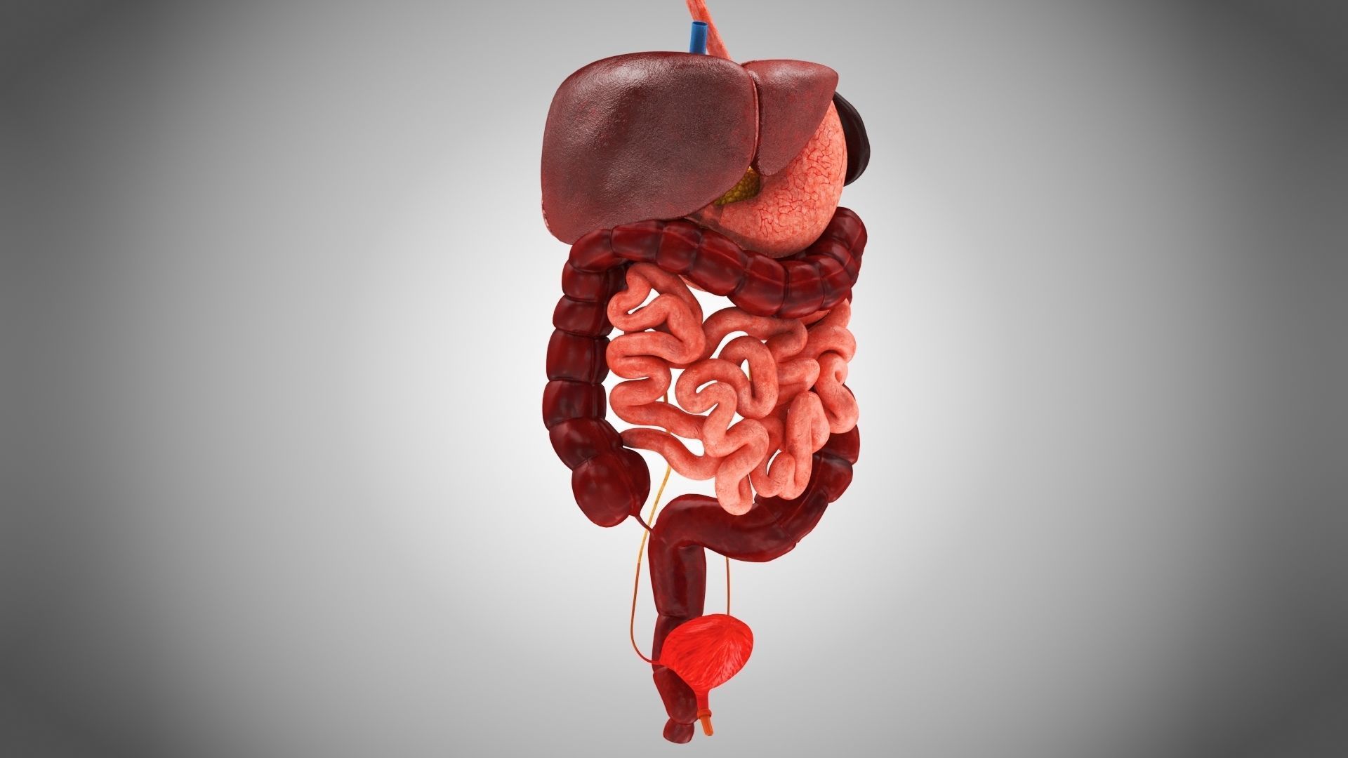 Digestive Organs with Anatomic Cut Low-poly 3D model_4