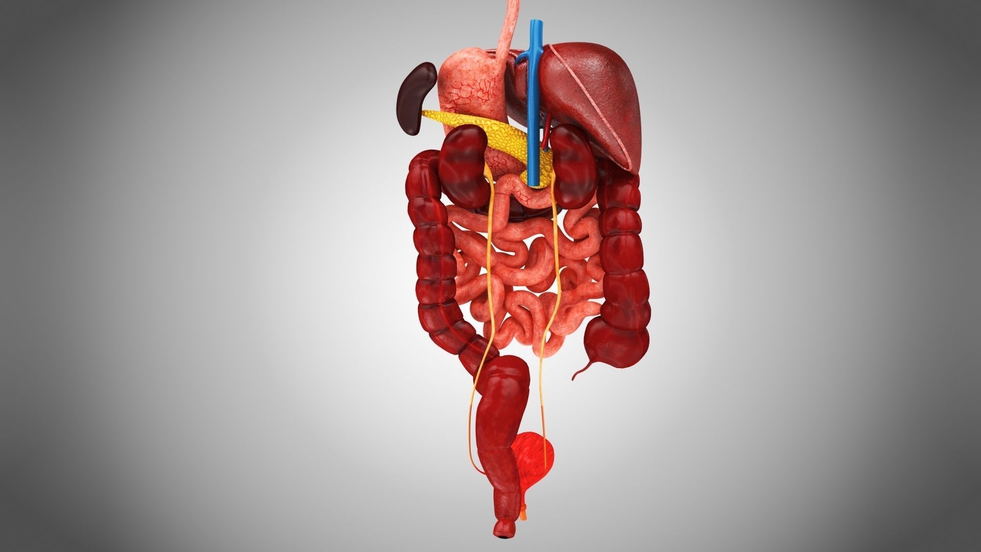 Digestive Organs with Anatomic Cut Low-poly 3D model_8