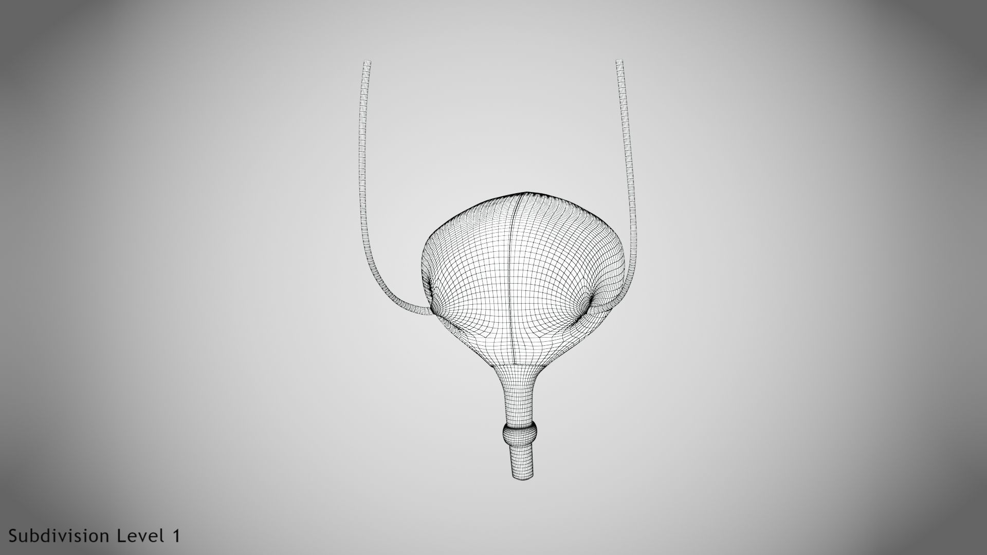 Digestive Organs with Anatomic Cut Low-poly 3D model_67
