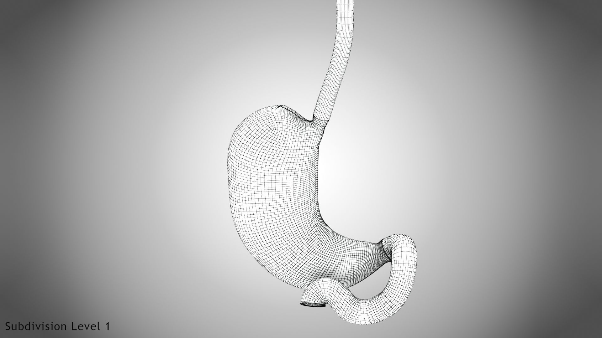 Digestive Organs with Anatomic Cut Low-poly 3D model_73