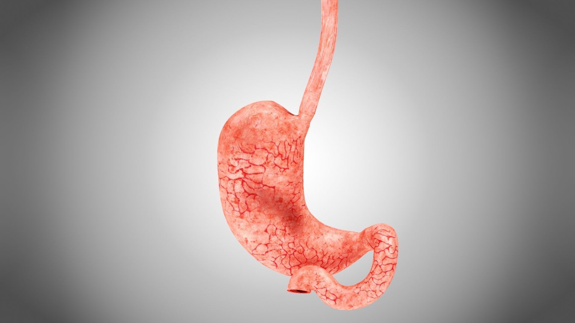 Digestive Organs with Anatomic Cut Low-poly 3D model_39