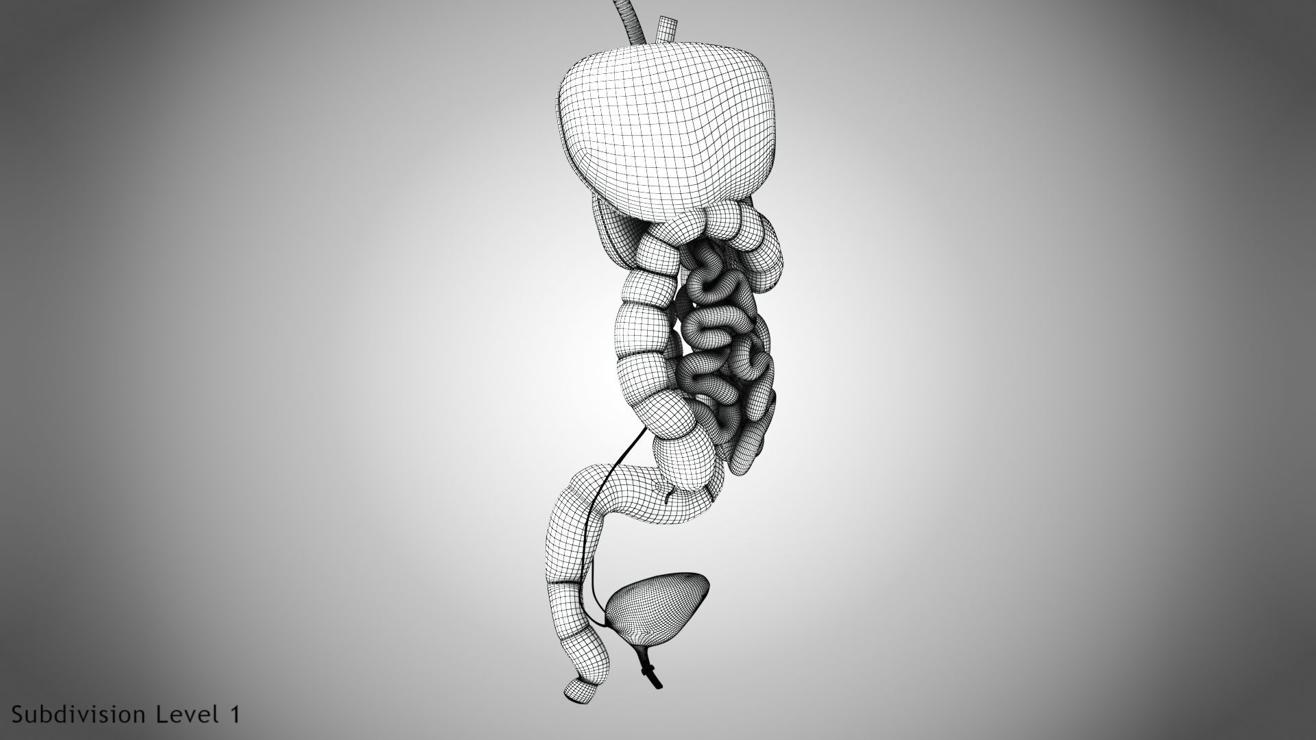 Digestive Organs with Anatomic Cut Low-poly 3D model_74