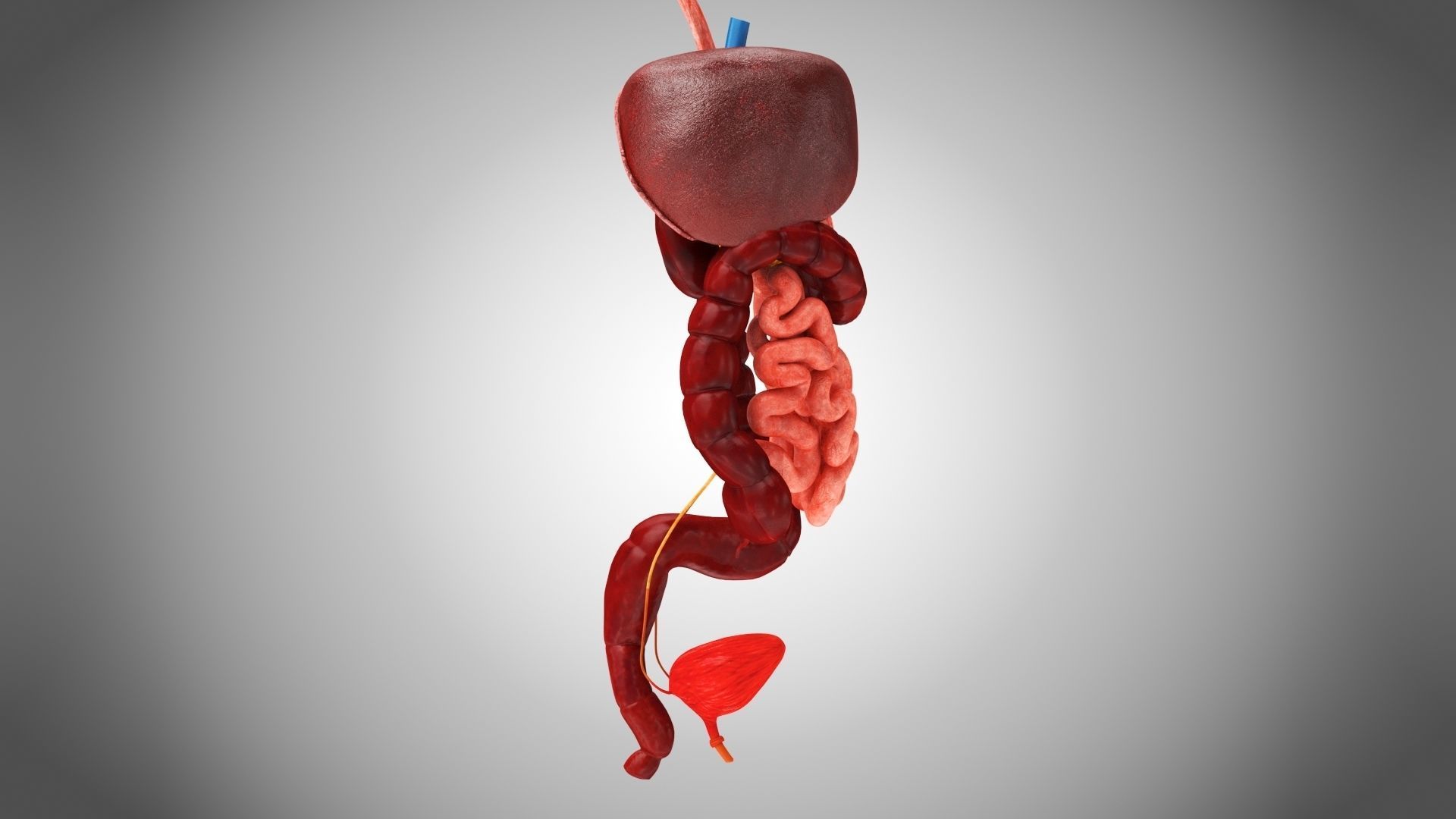 Digestive Organs with Anatomic Cut Low-poly 3D model_7