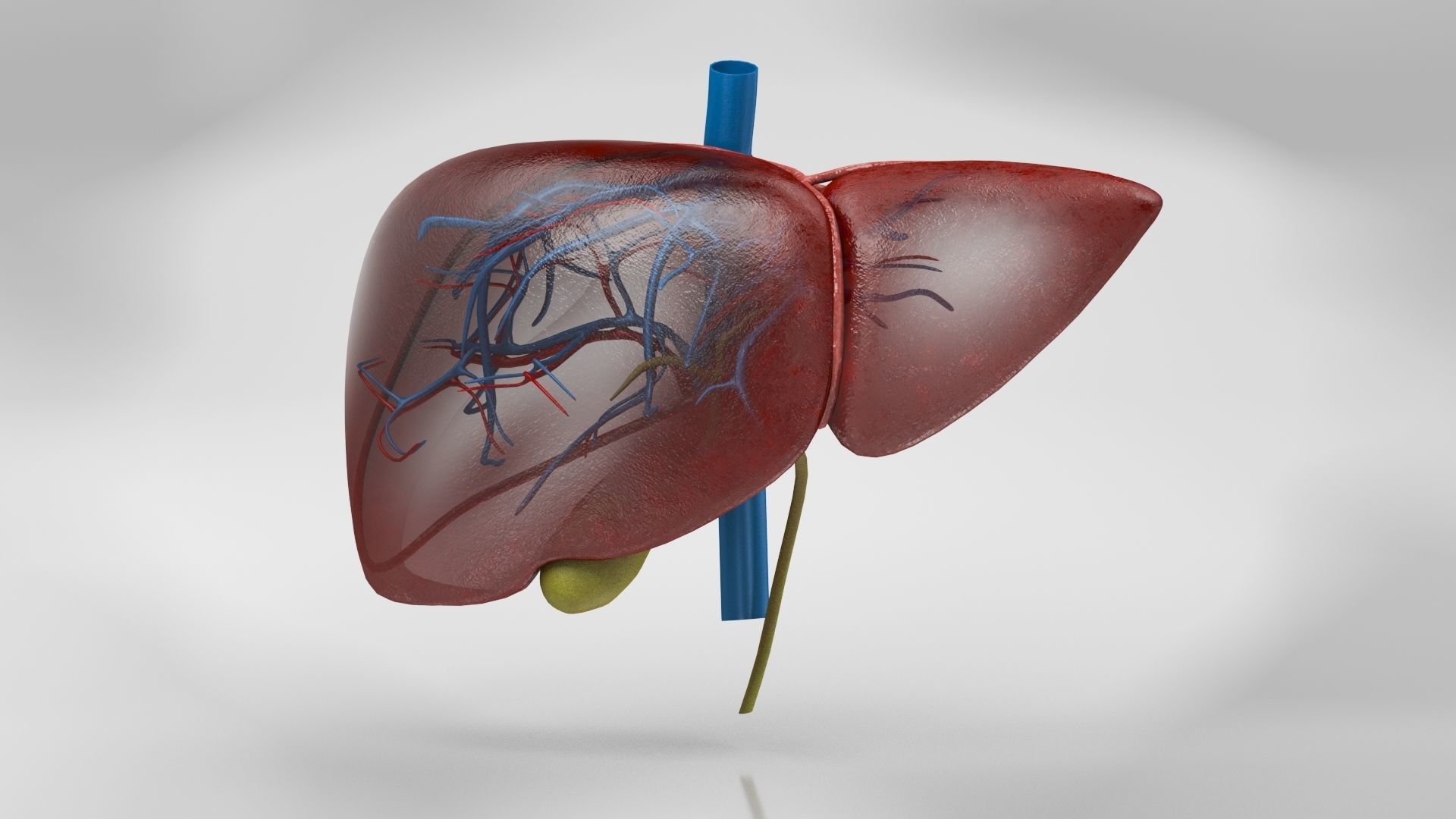 Digestive Organs with Anatomic Cut Low-poly 3D model_24