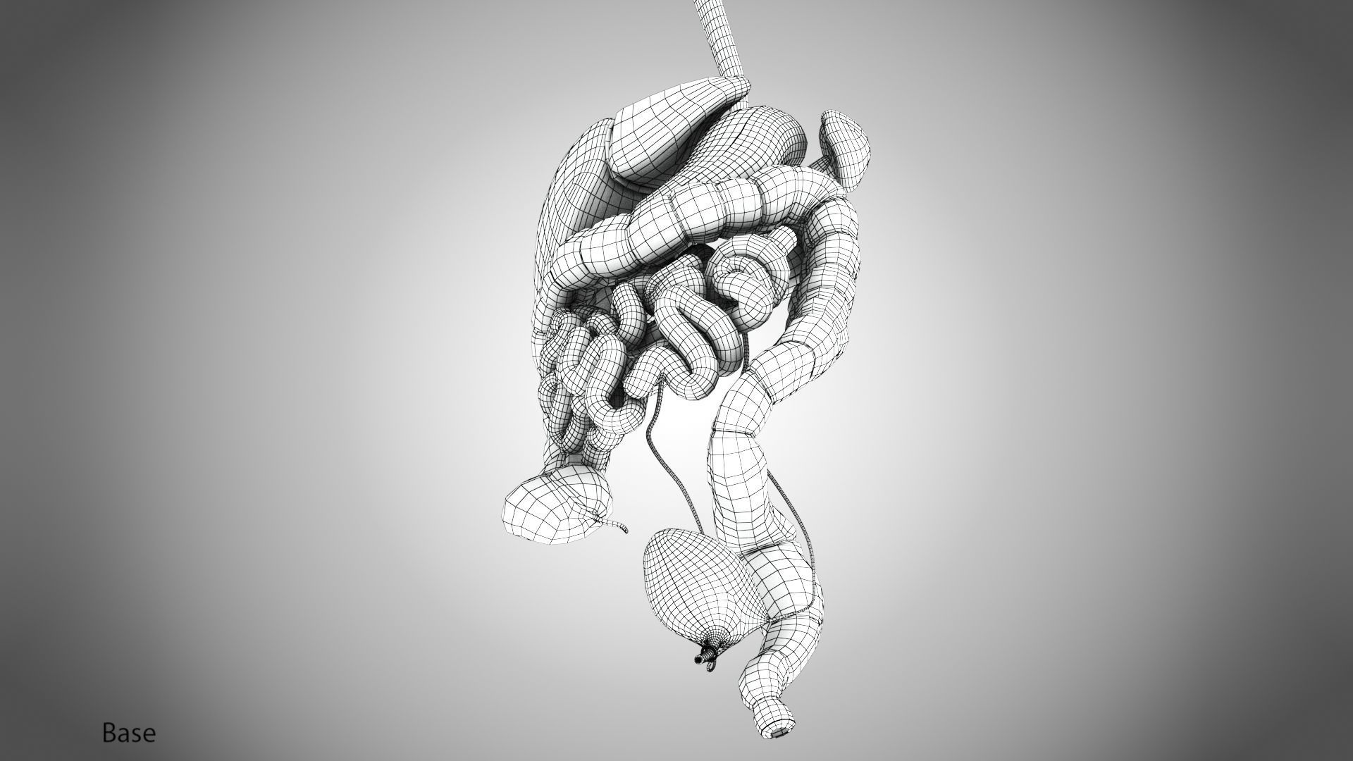 Digestive Organs with Anatomic Cut Low-poly 3D model_78
