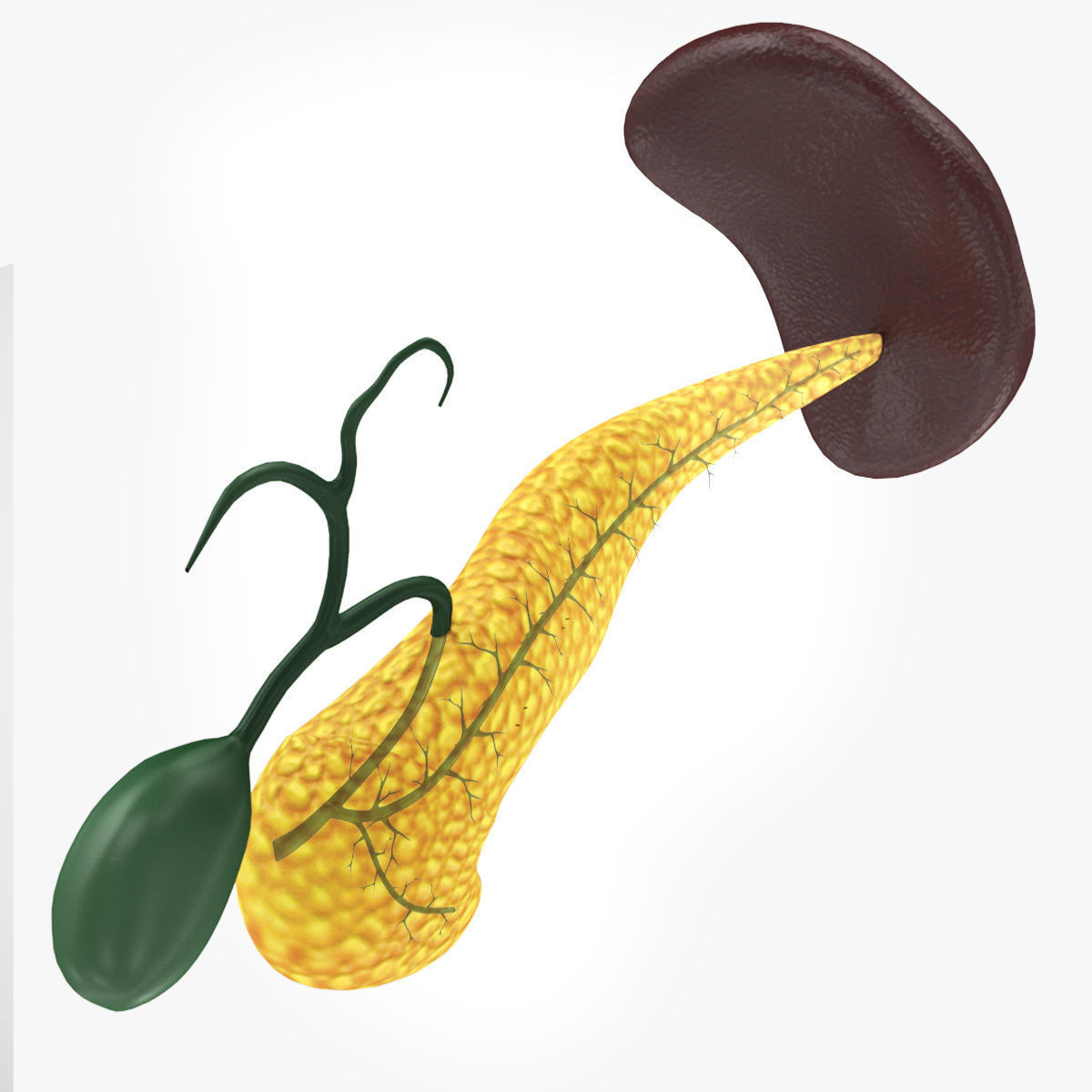 Digestive Organs with Anatomic Cut Low-poly 3D model_33