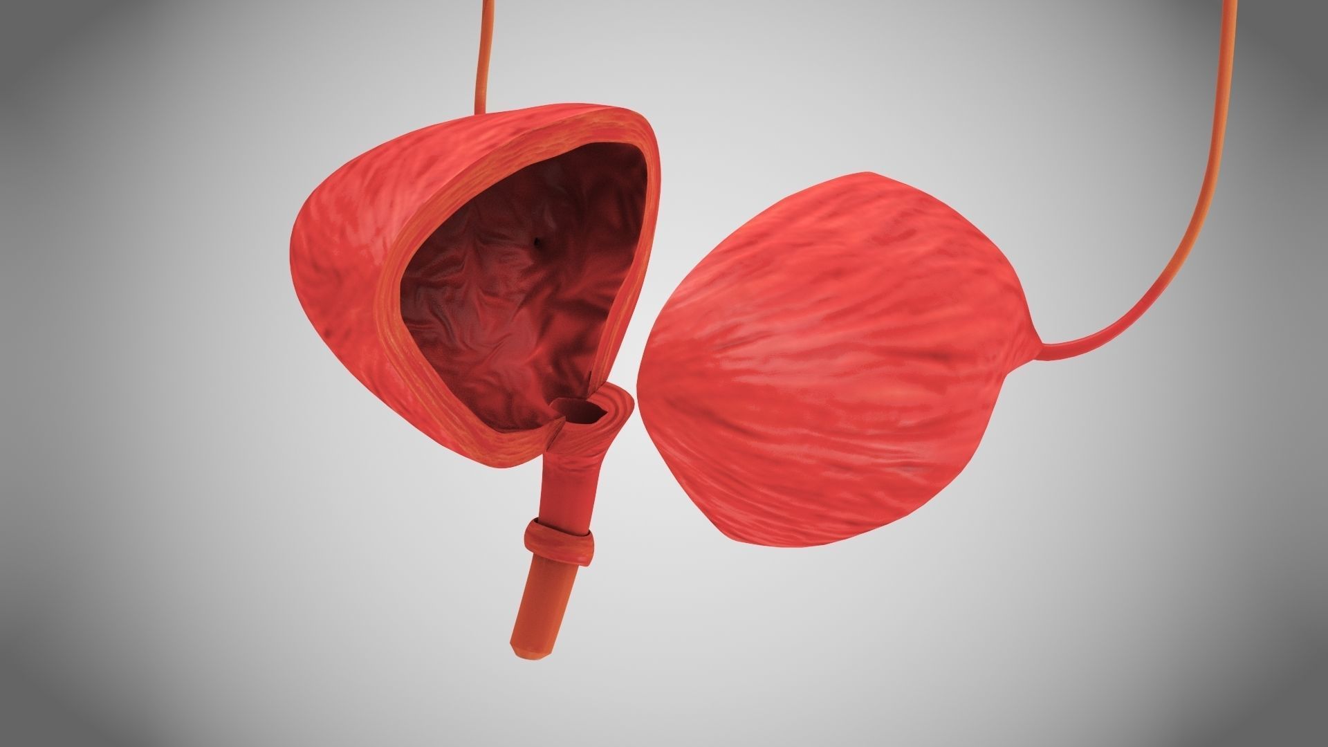 Digestive Organs with Anatomic Cut Low-poly 3D model_12