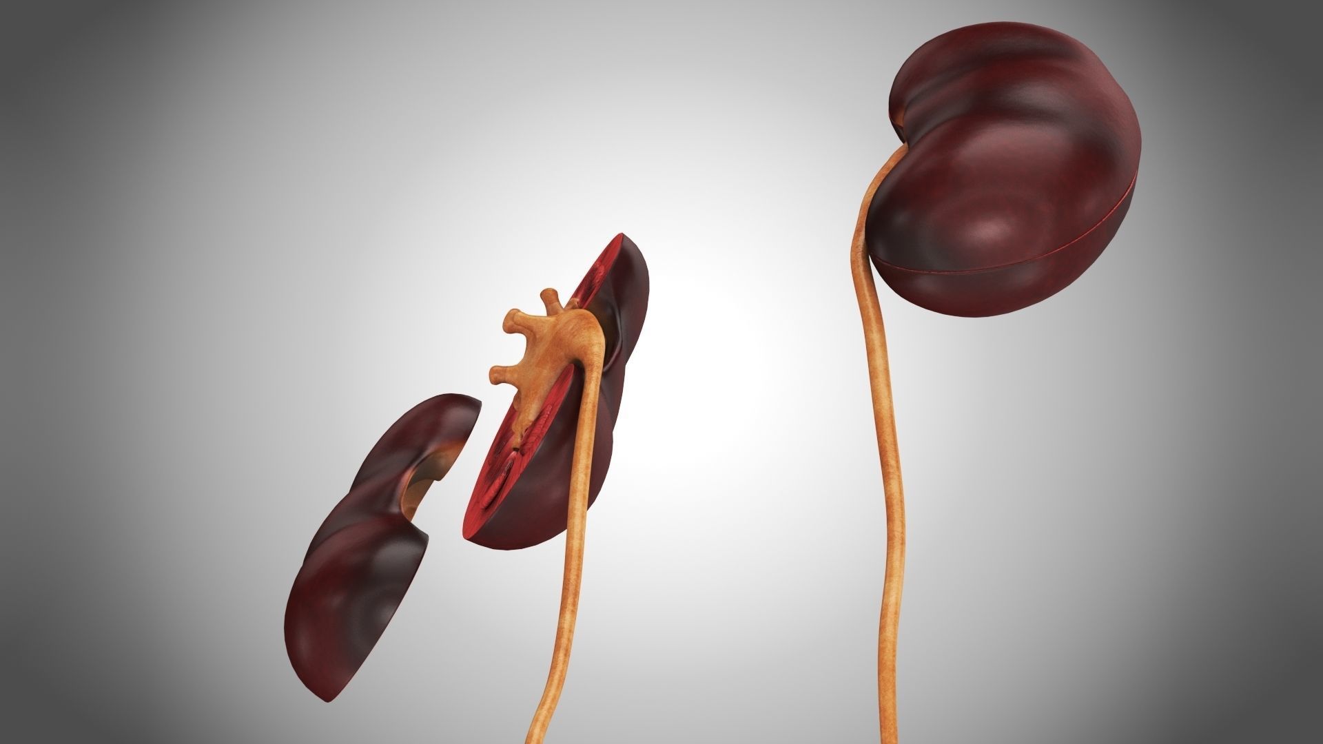 Digestive Organs with Anatomic Cut Low-poly 3D model_21