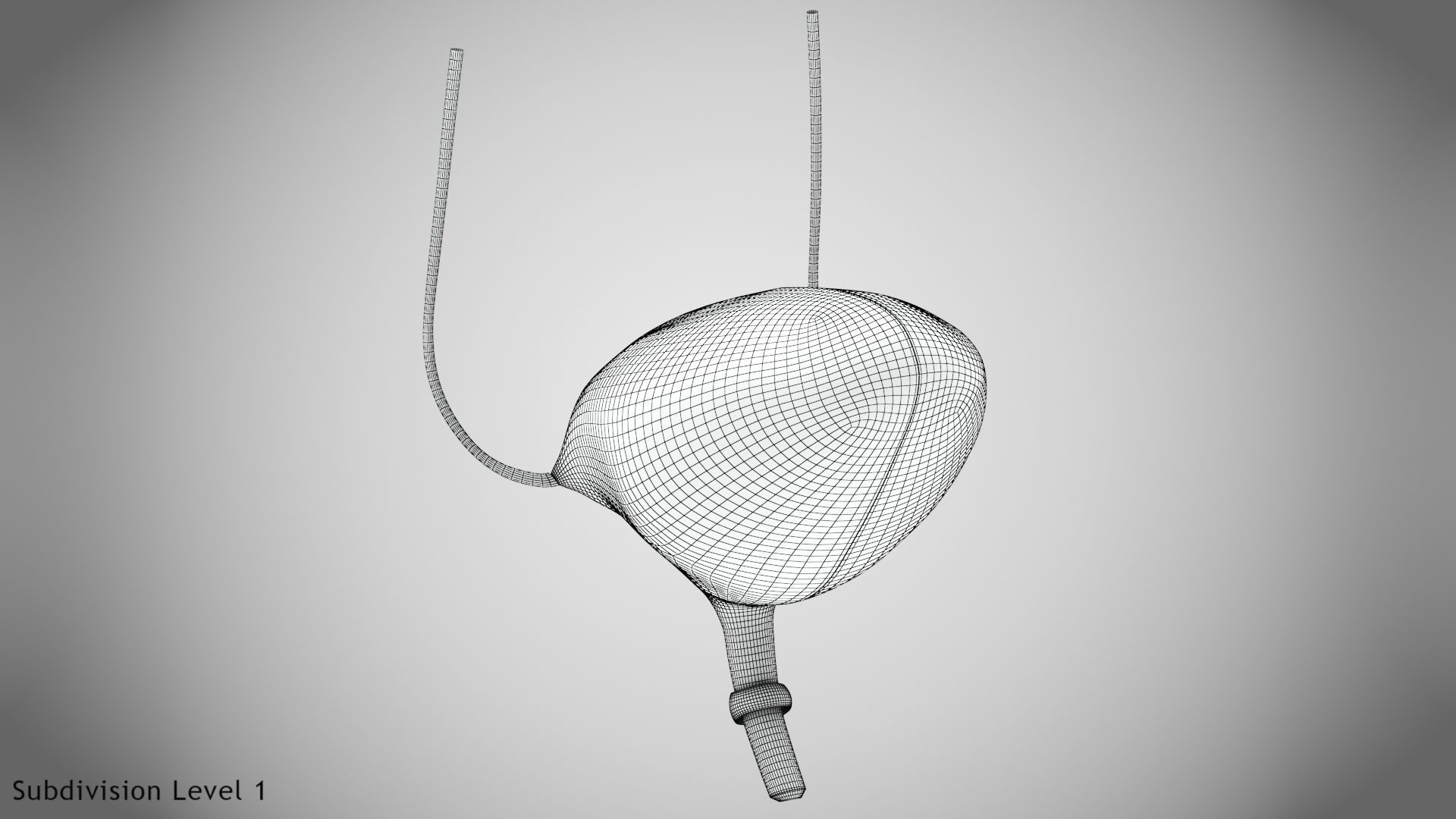 Digestive Organs with Anatomic Cut Low-poly 3D model_47