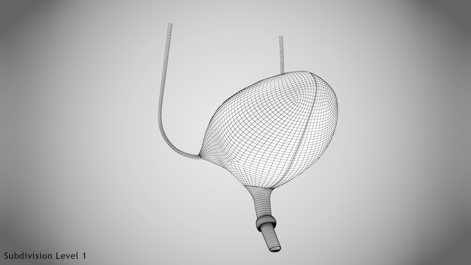 Digestive Organs with Anatomic Cut Low-poly 3D model_57