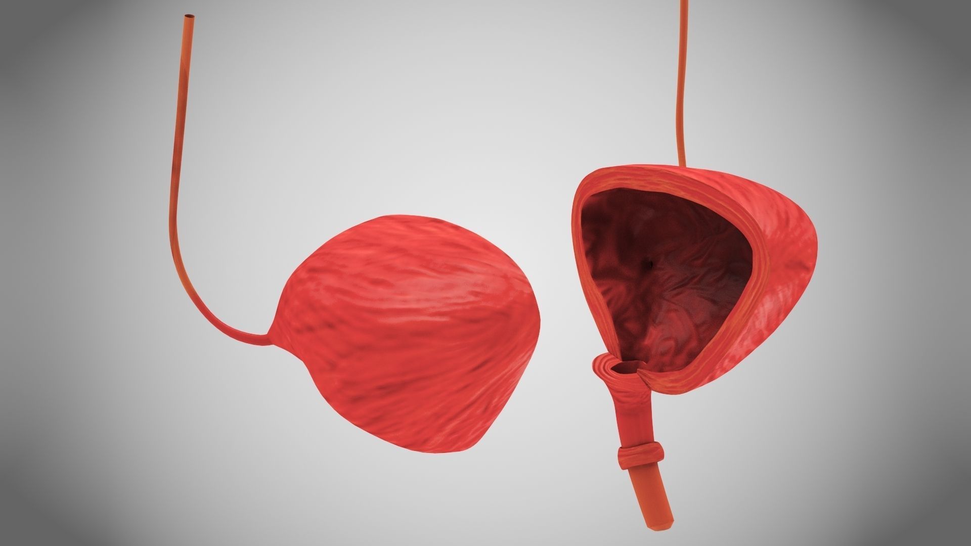 Digestive Organs with Anatomic Cut Low-poly 3D model_14