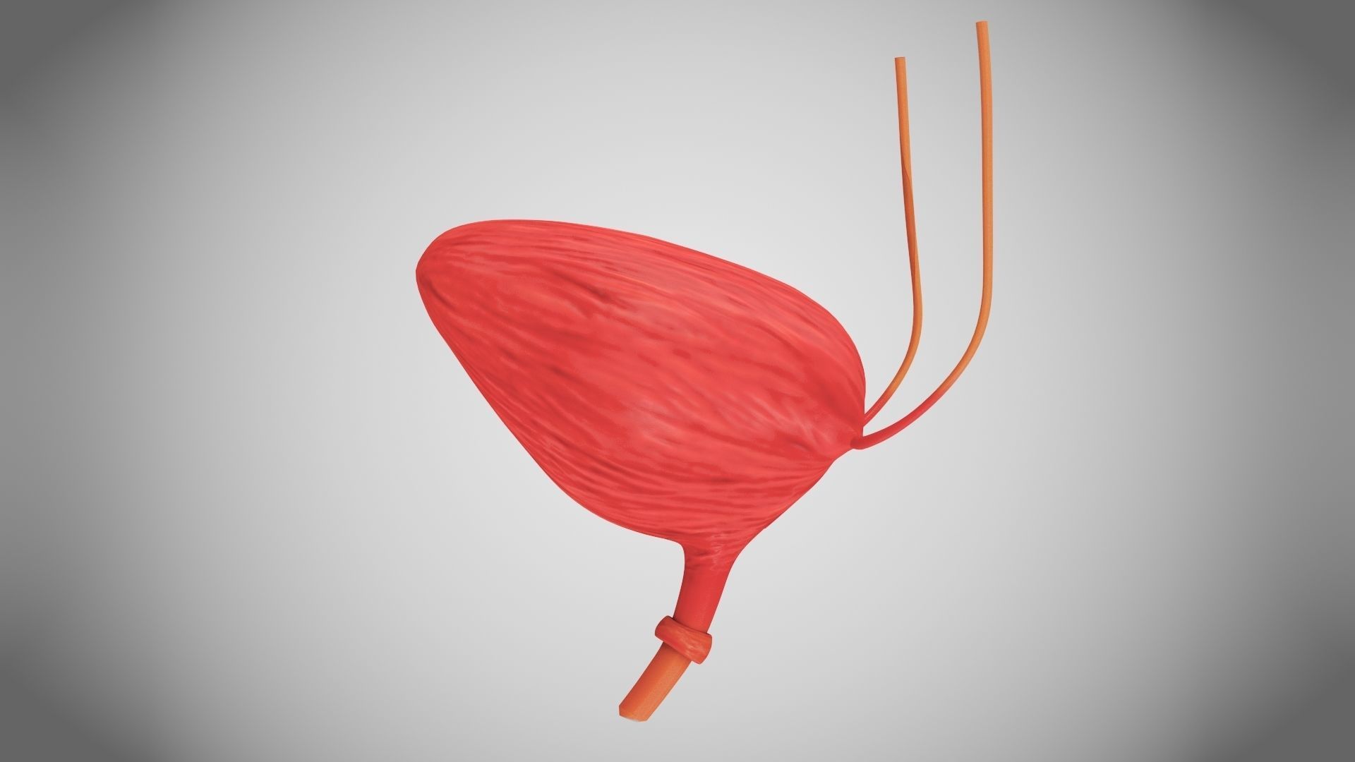 Digestive Organs with Anatomic Cut Low-poly 3D model_13