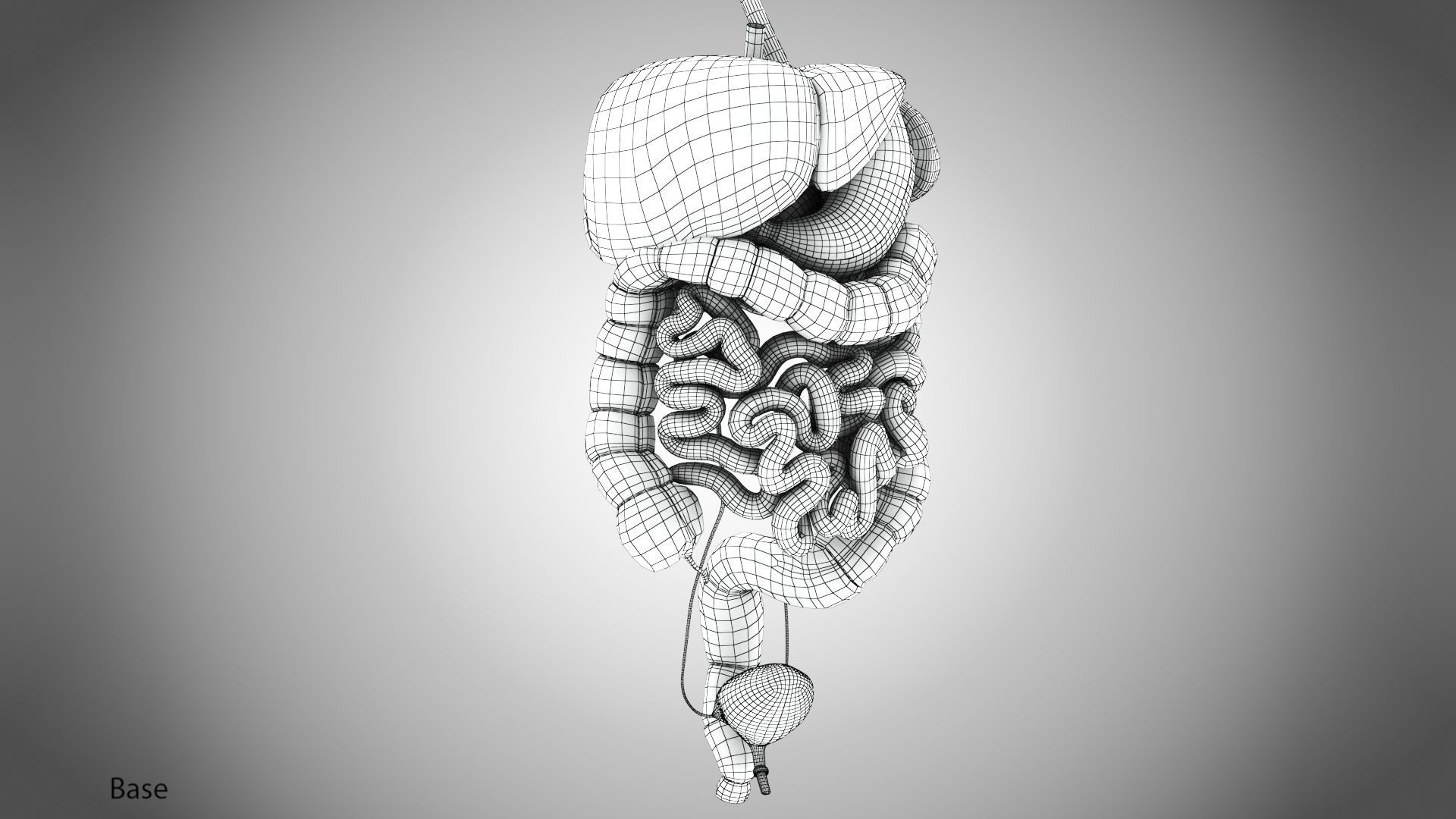 Digestive Organs with Anatomic Cut Low-poly 3D model_51