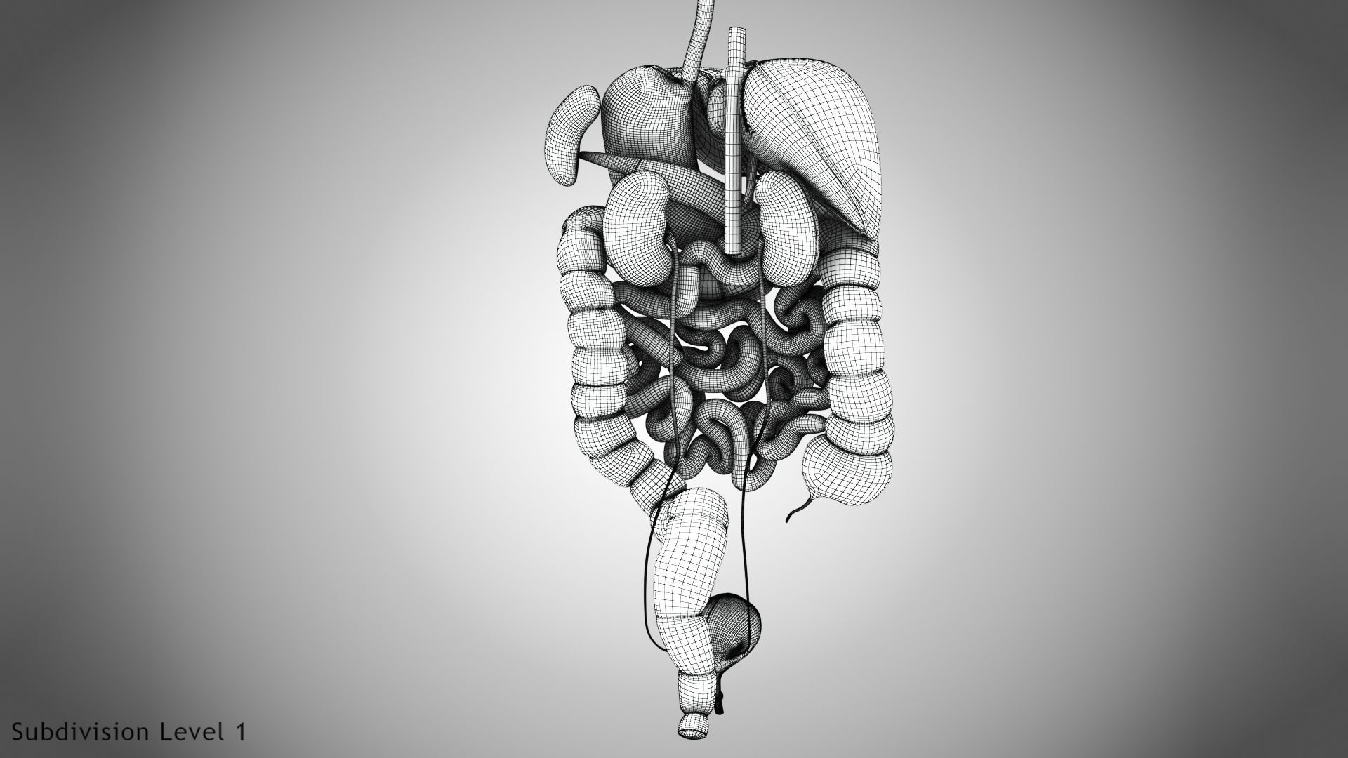 Digestive Organs with Anatomic Cut Low-poly 3D model_79