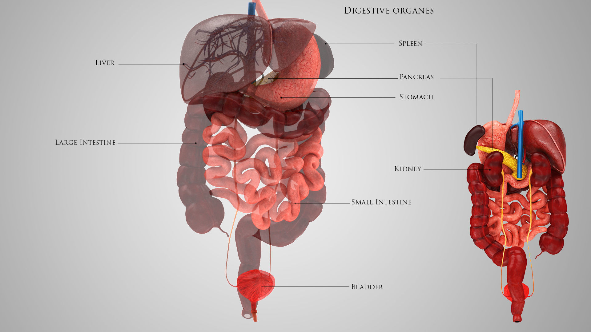 Digestive Organs with Anatomic Cut Low-poly 3D model_3
