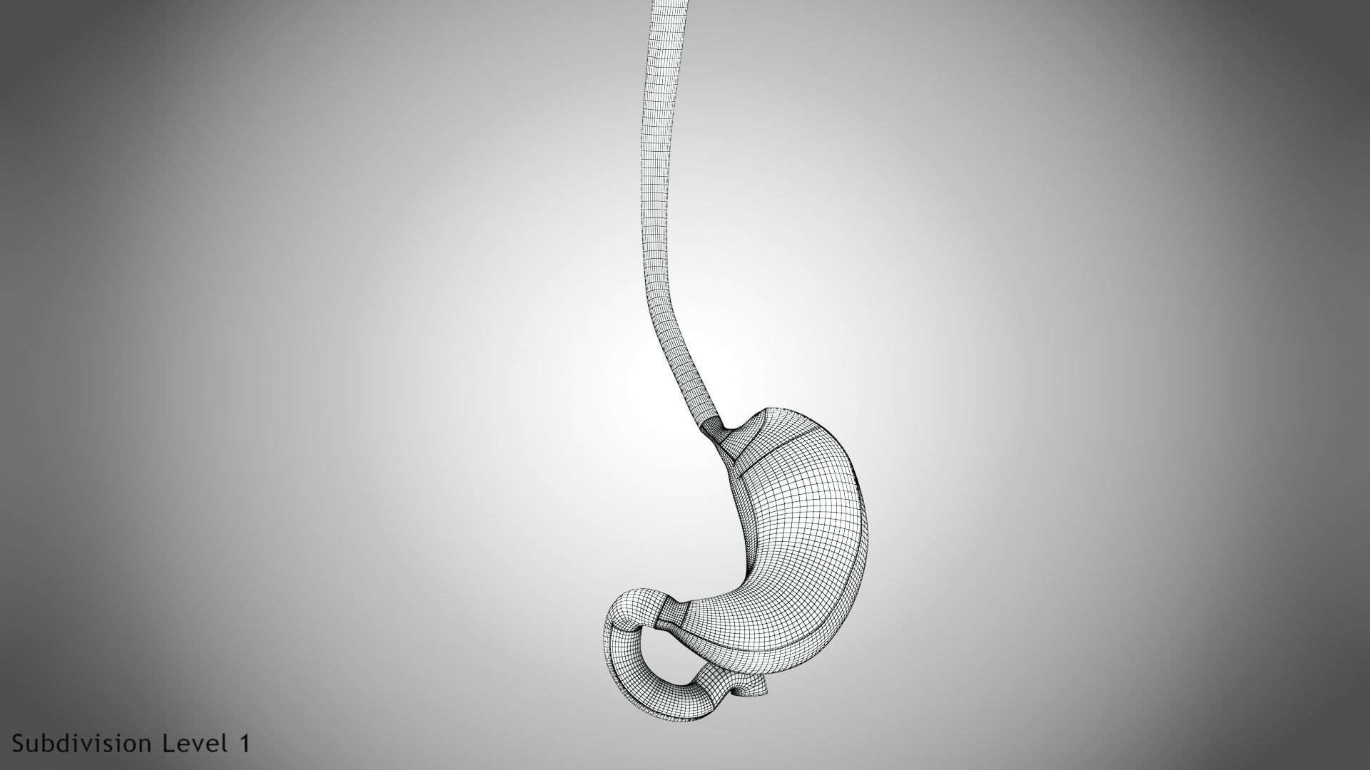 Digestive Organs with Anatomic Cut Low-poly 3D model_55