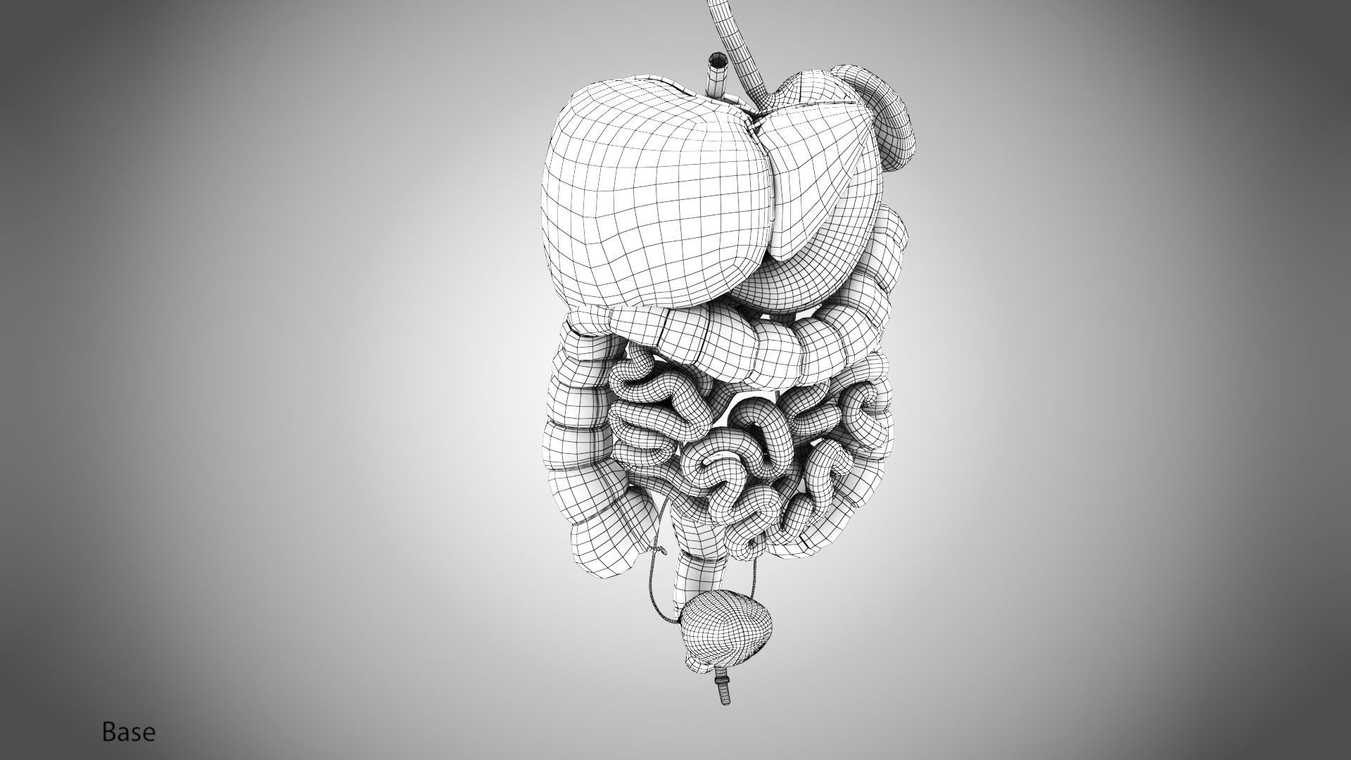 Digestive Organs with Anatomic Cut Low-poly 3D model_71