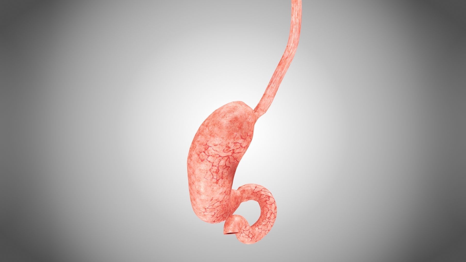 Digestive Organs with Anatomic Cut Low-poly 3D model_40