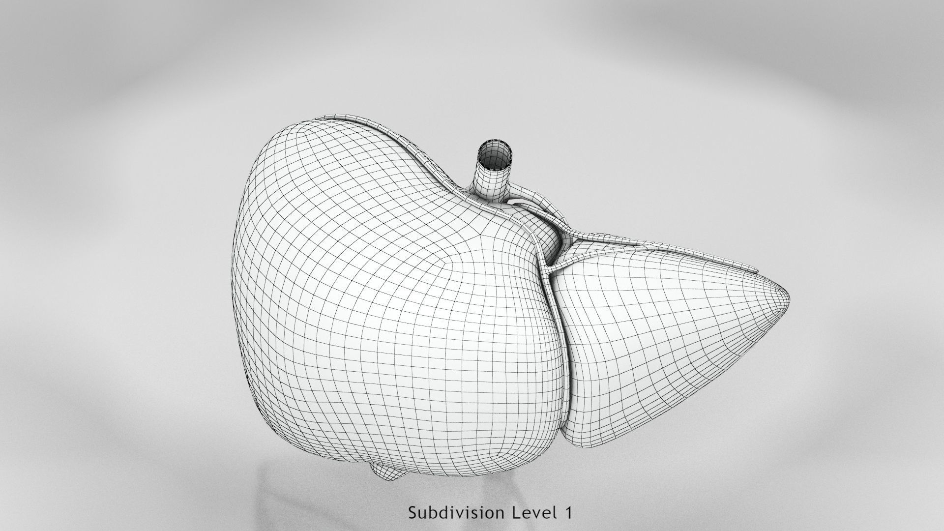 Digestive Organs with Anatomic Cut Low-poly 3D model_27