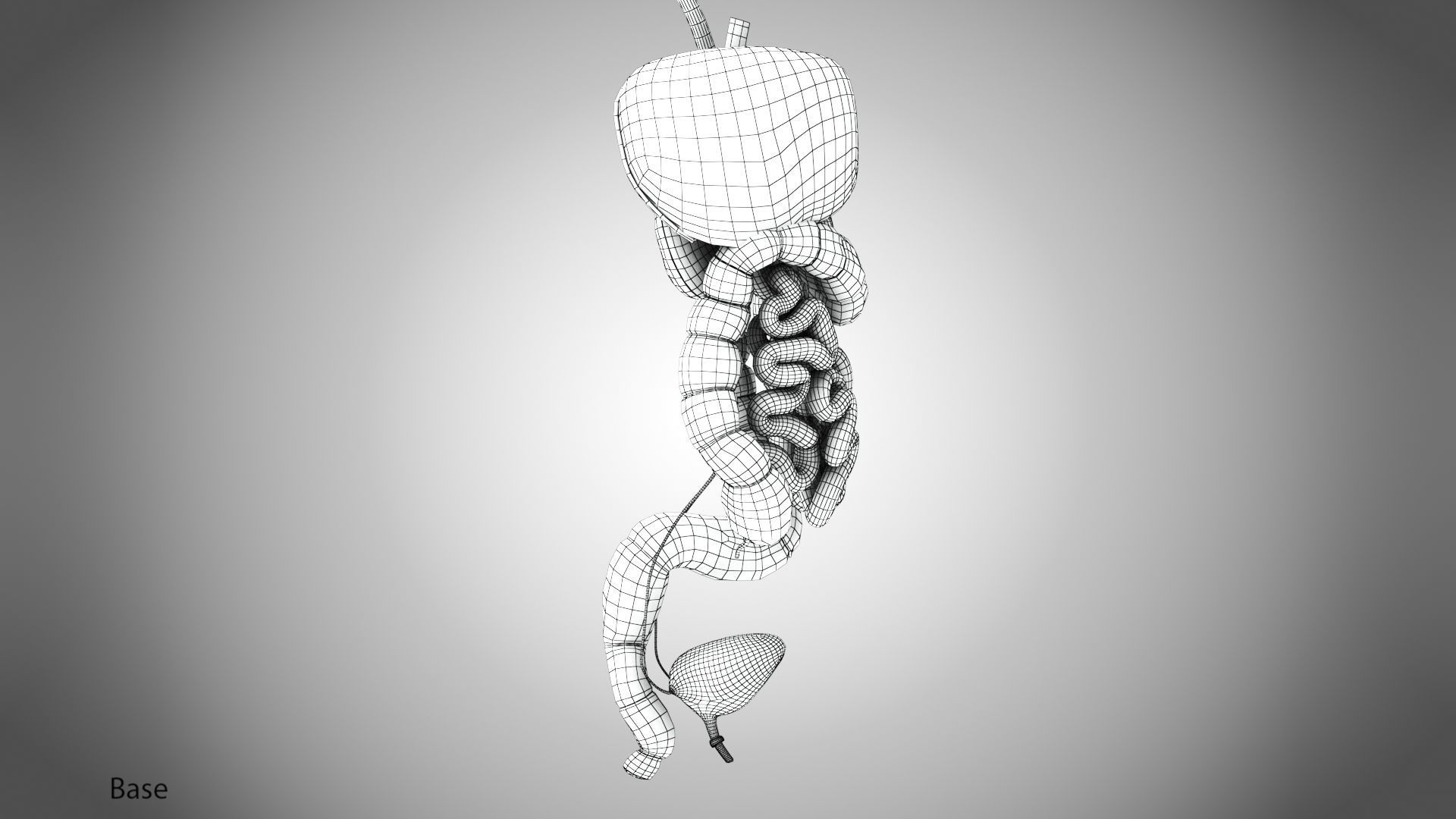 Digestive Organs with Anatomic Cut Low-poly 3D model_76