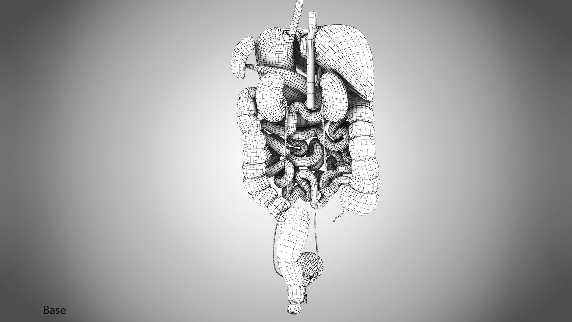 Digestive Organs with Anatomic Cut Low-poly 3D model_80