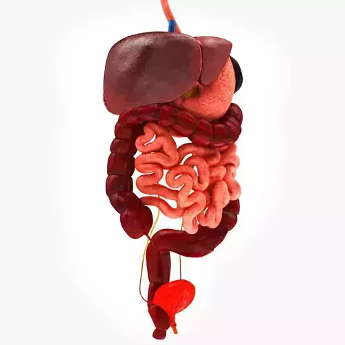Digestive Organs with Anatomic Cut Low-poly 3D model