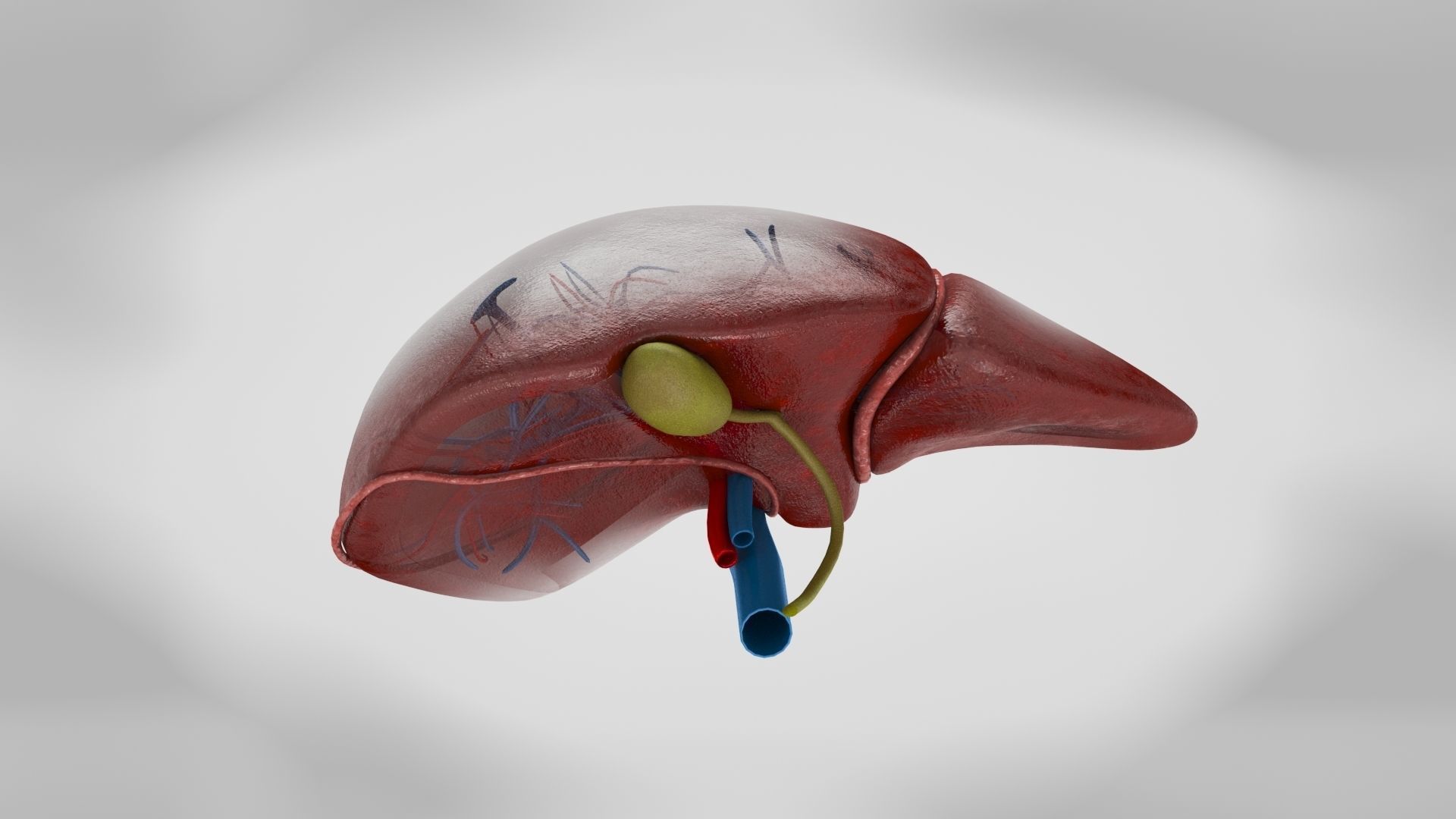 Digestive Organs with Anatomic Cut Low-poly 3D model_29