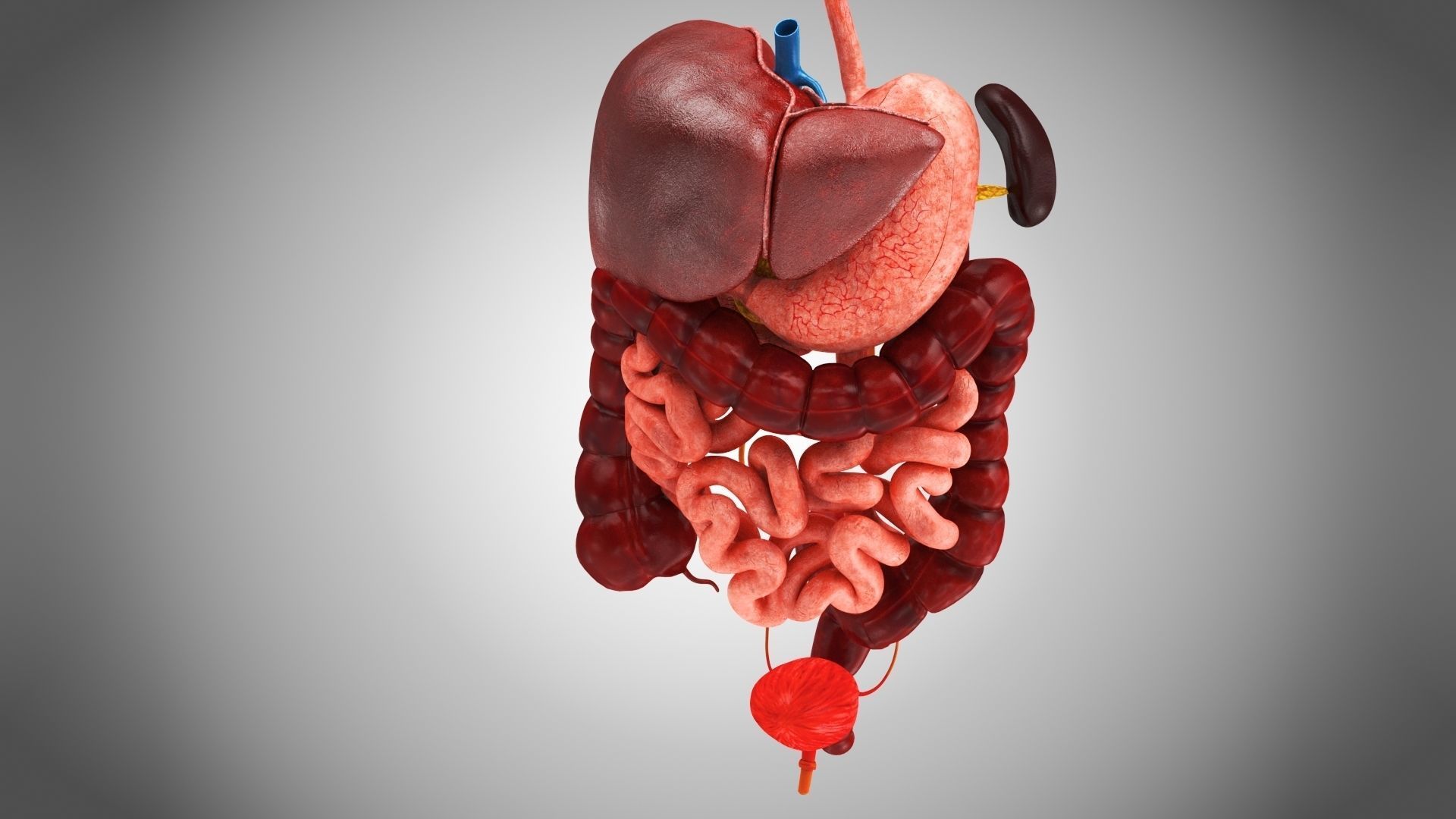 Digestive Organs with Anatomic Cut Low-poly 3D model_5