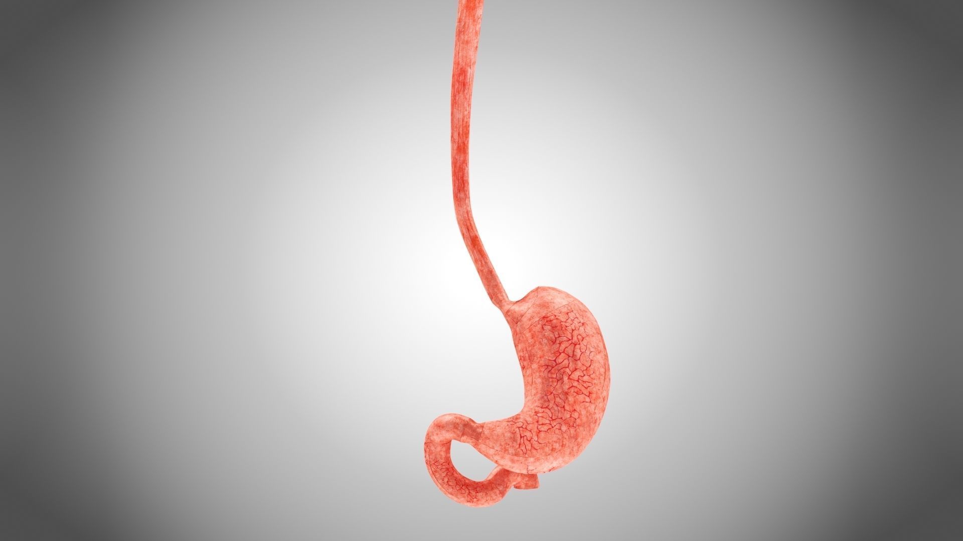 Digestive Organs with Anatomic Cut Low-poly 3D model_37