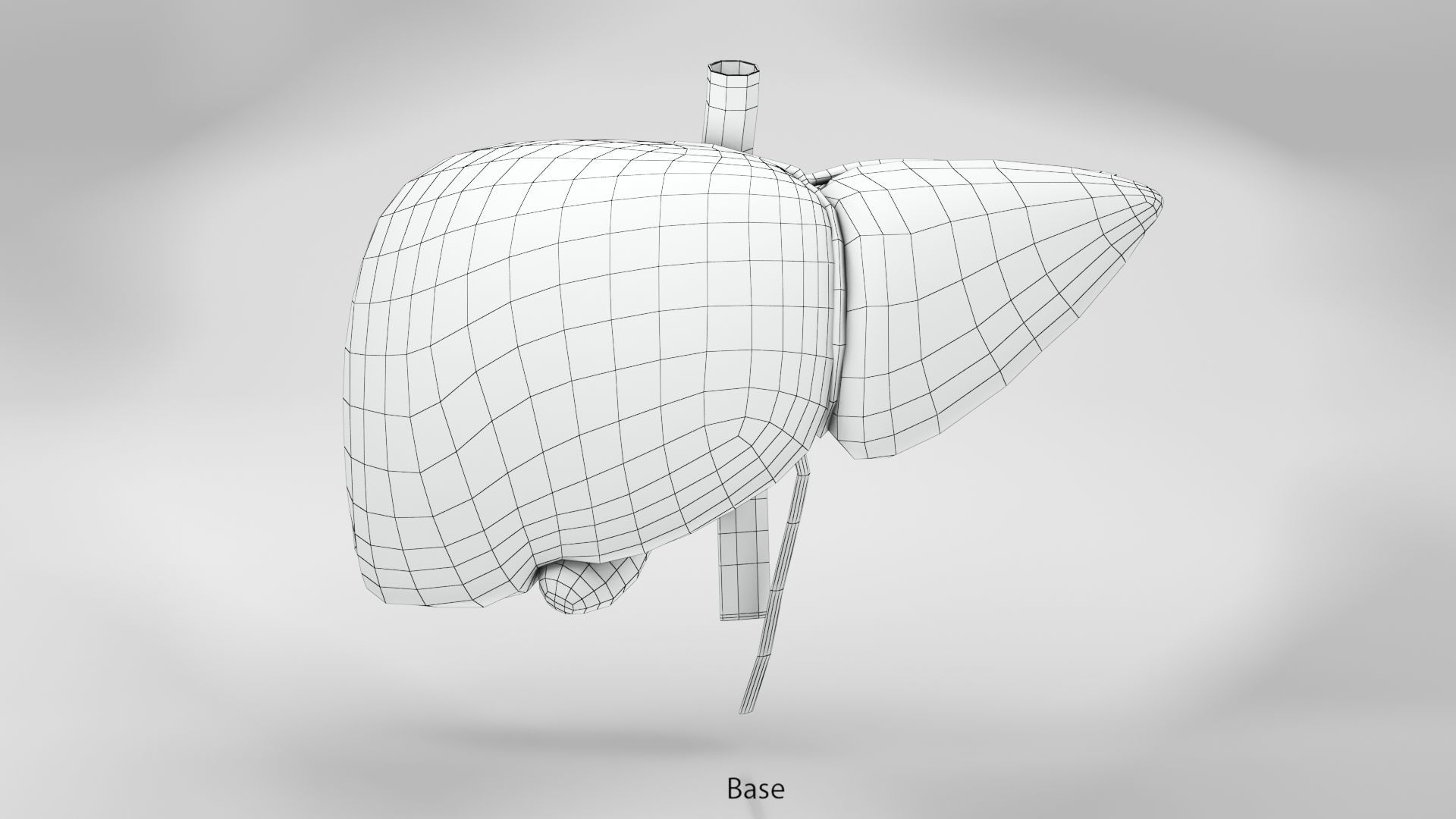 Digestive Organs with Anatomic Cut Low-poly 3D model_26