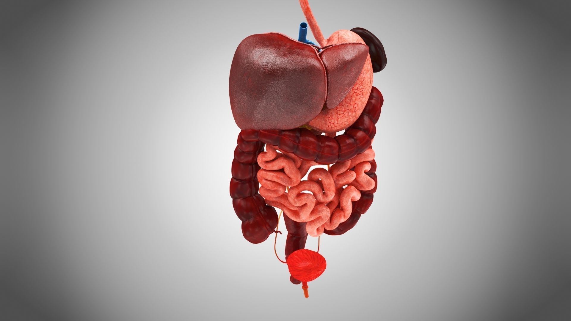 Digestive Organs with Anatomic Cut Low-poly 3D model_6