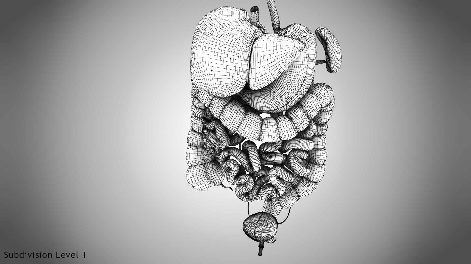 Digestive Organs with Anatomic Cut Low-poly 3D model_56