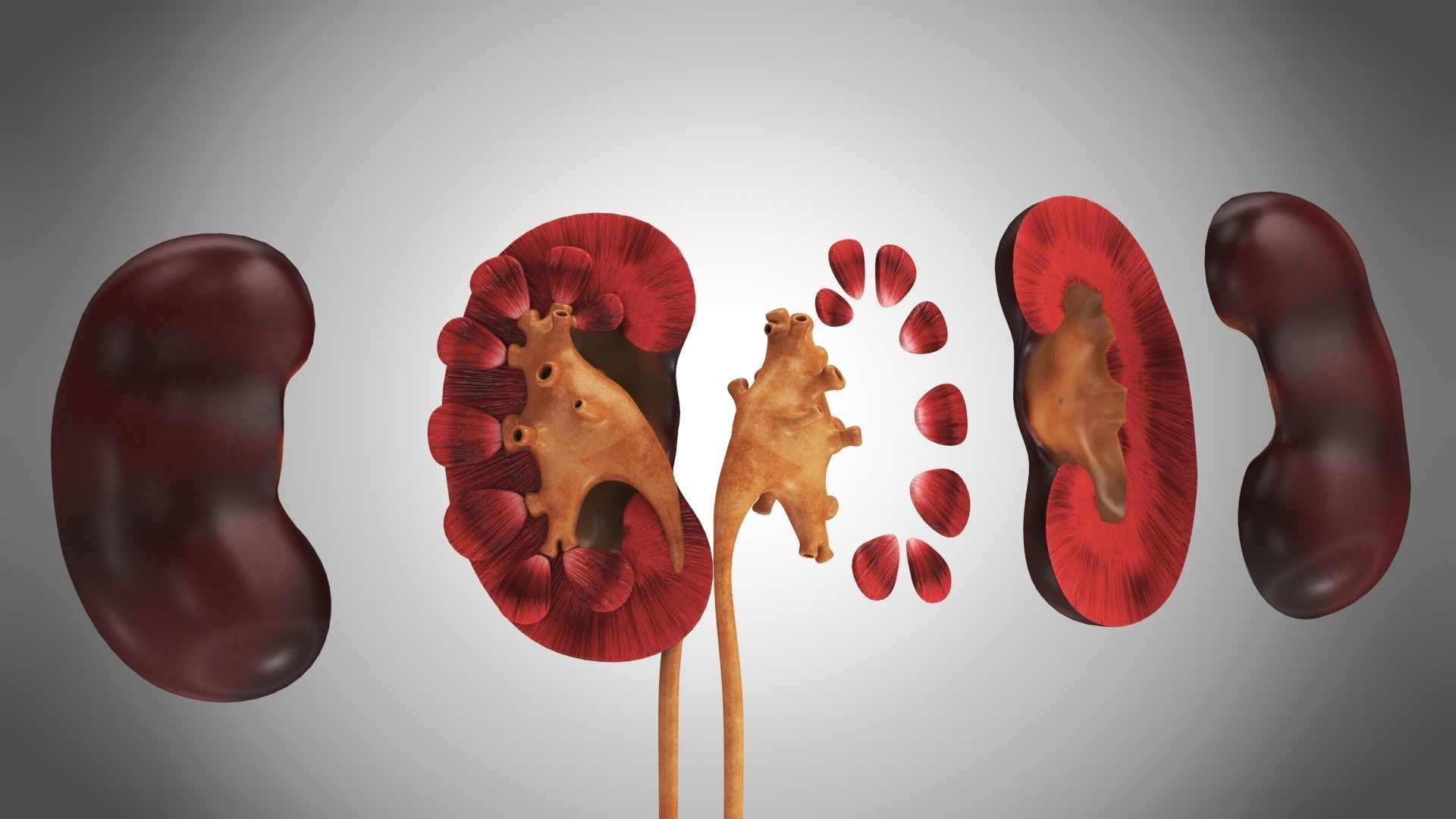 Digestive Organs with Anatomic Cut Low-poly 3D model_20