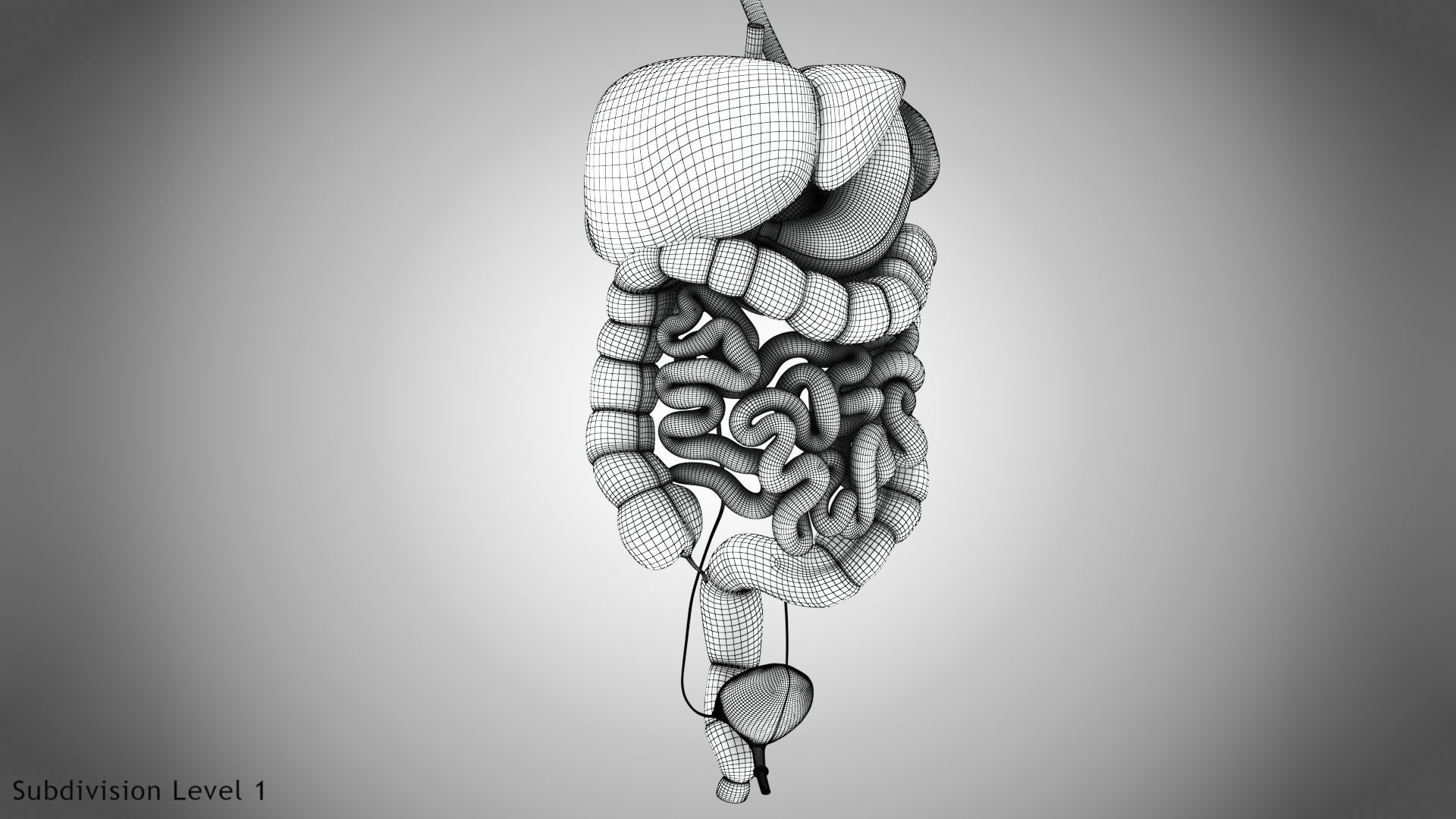 Digestive Organs with Anatomic Cut Low-poly 3D model_46