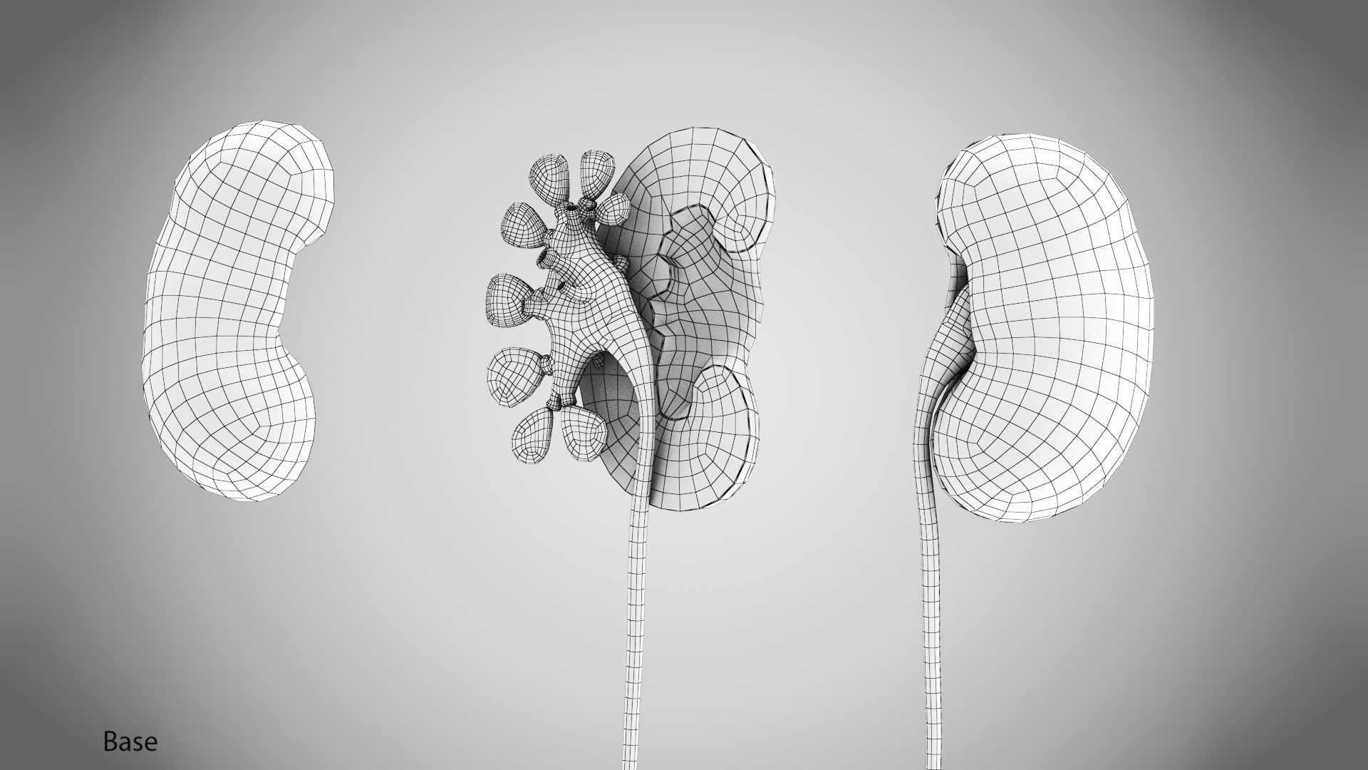 Digestive Organs with Anatomic Cut Low-poly 3D model_53