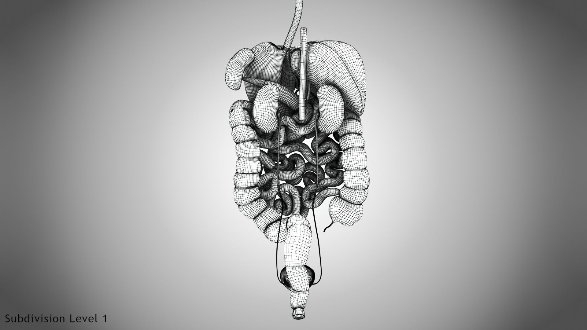 Digestive Organs with Anatomic Cut Low-poly 3D model_83