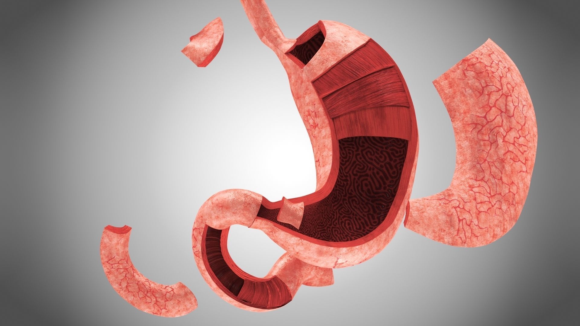 Digestive Organs with Anatomic Cut Low-poly 3D model_36