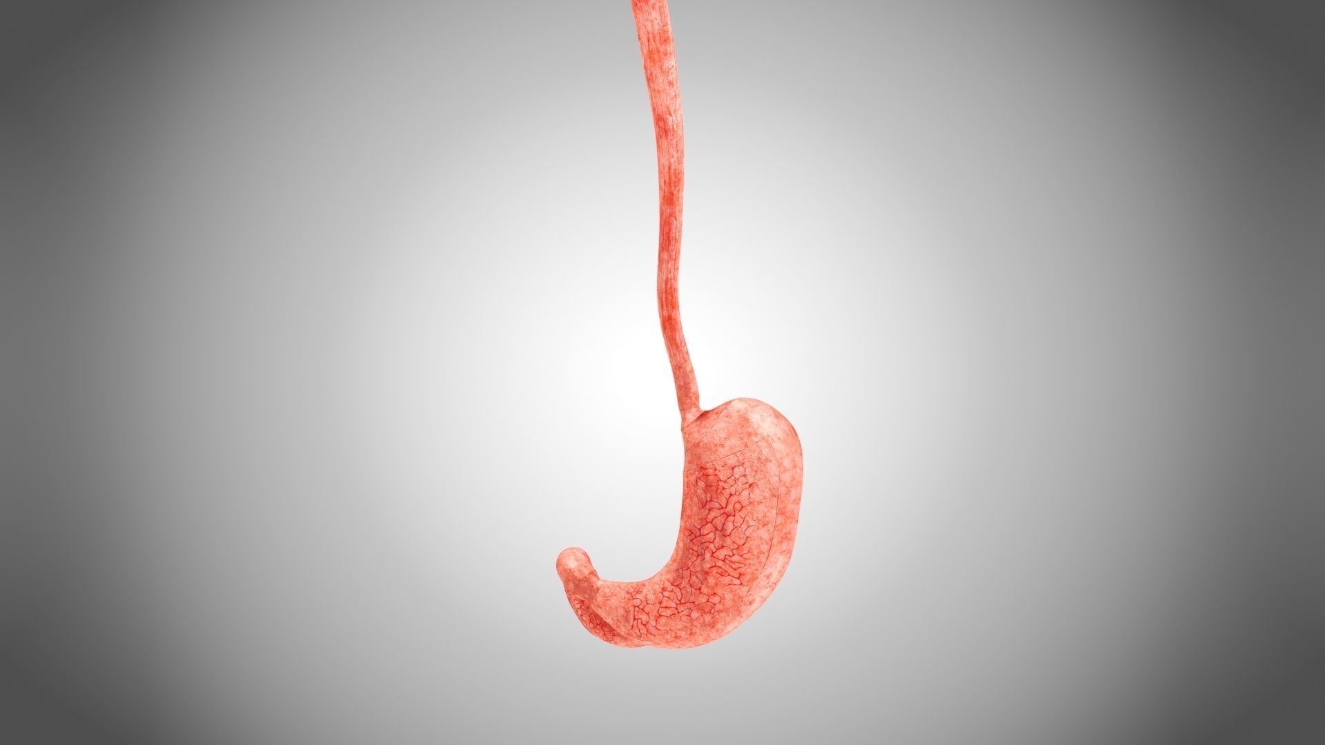 Digestive Organs with Anatomic Cut Low-poly 3D model_38