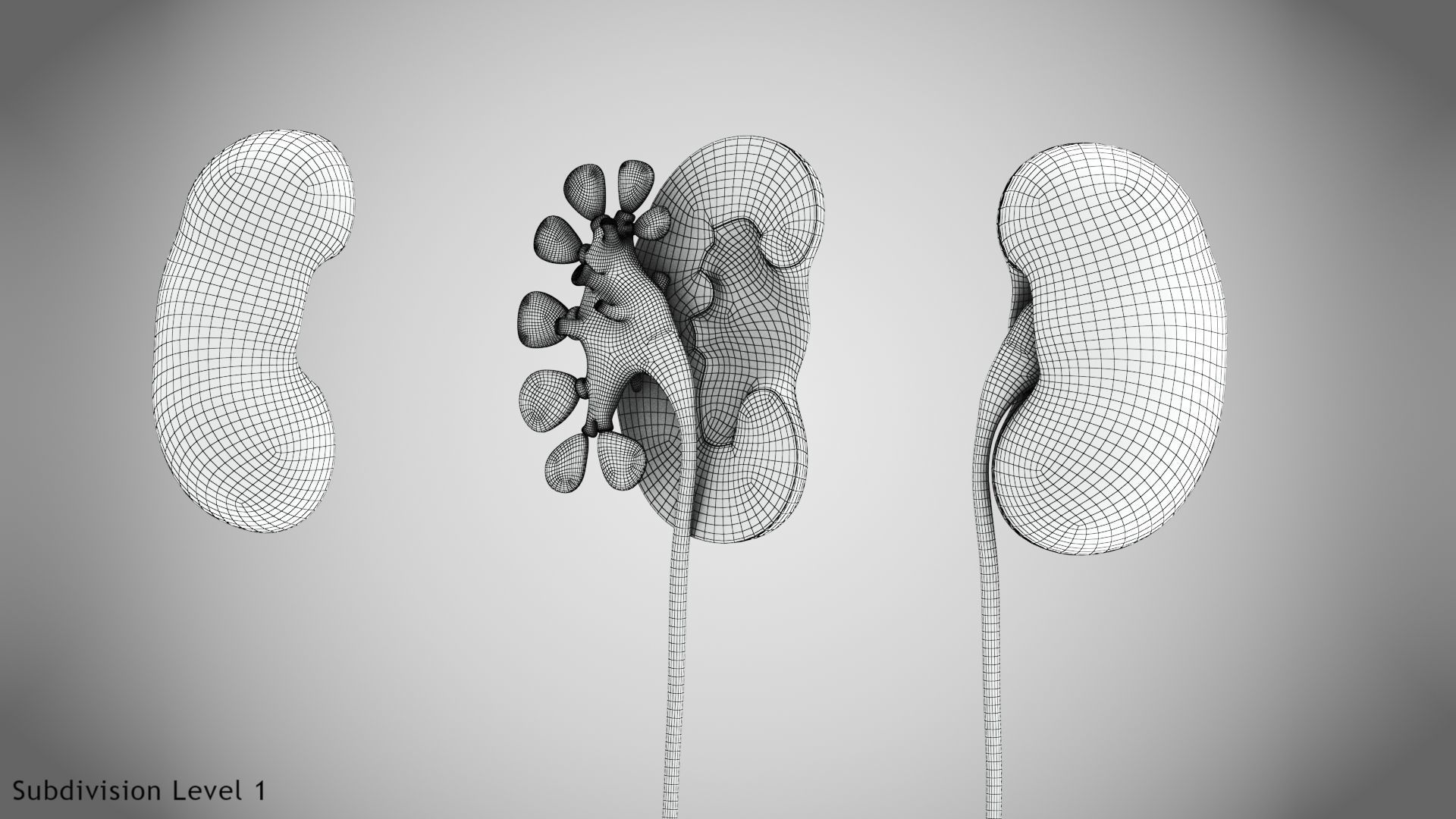 Digestive Organs with Anatomic Cut Low-poly 3D model_48