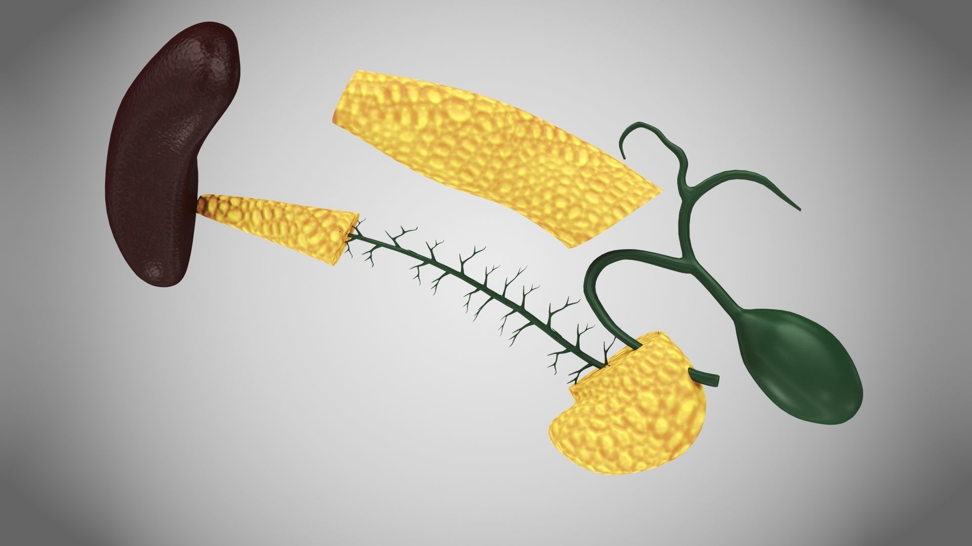 Digestive Organs with Anatomic Cut Low-poly 3D model_35