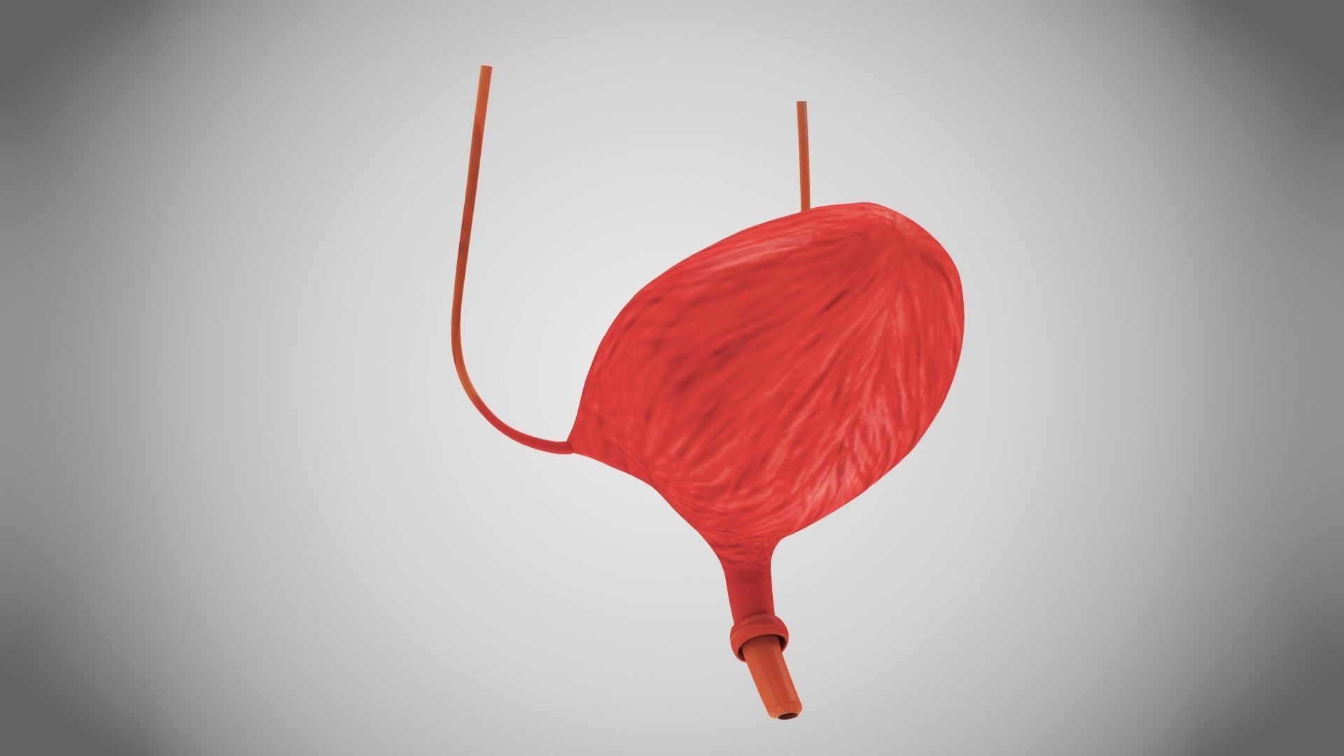 Digestive Organs with Anatomic Cut Low-poly 3D model_15