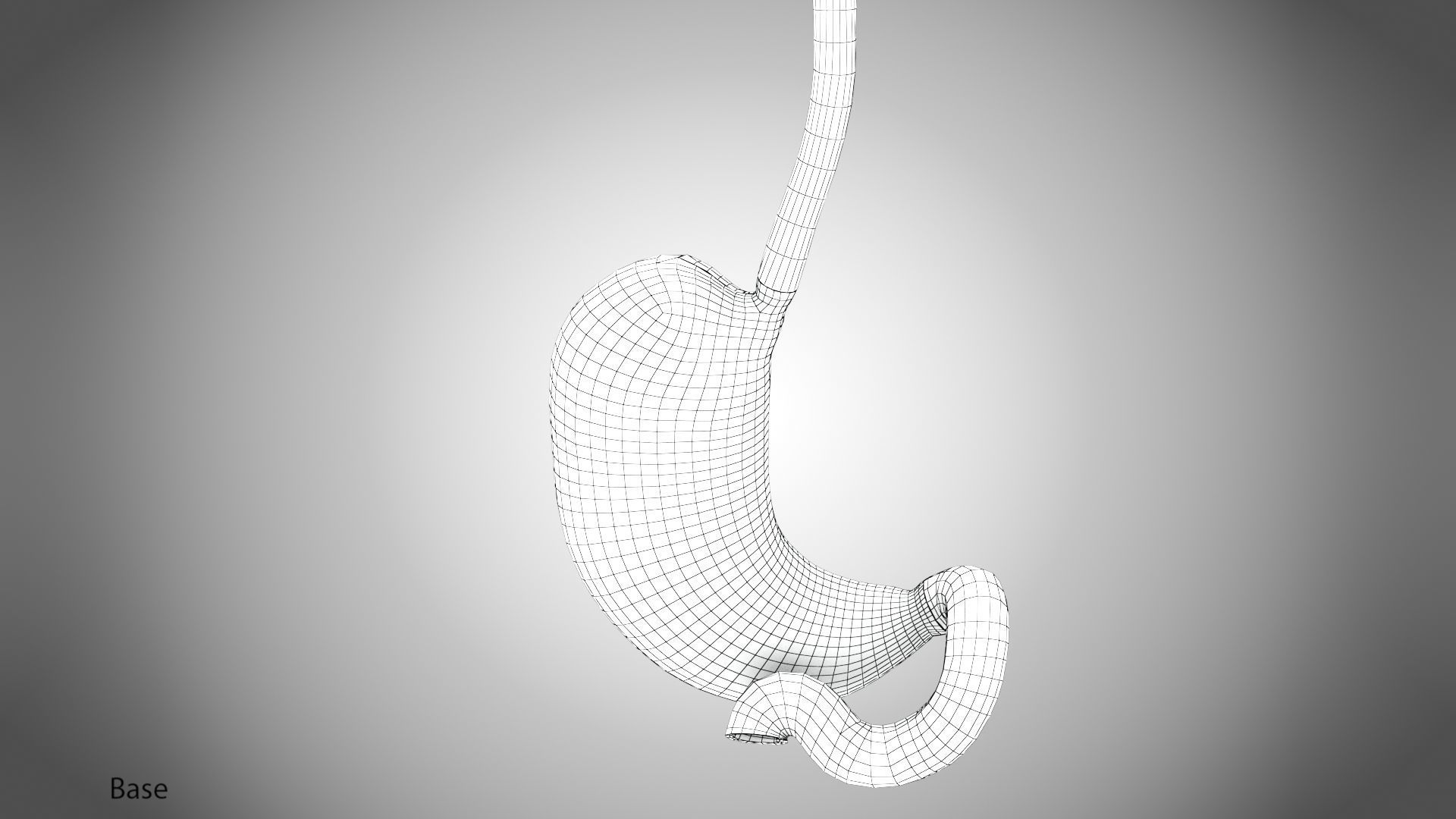 Digestive Organs with Anatomic Cut Low-poly 3D model_70