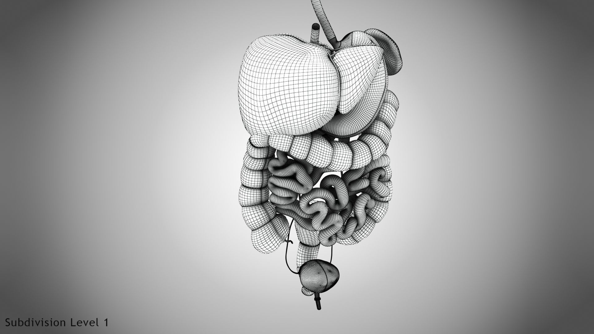 Digestive Organs with Anatomic Cut Low-poly 3D model_66