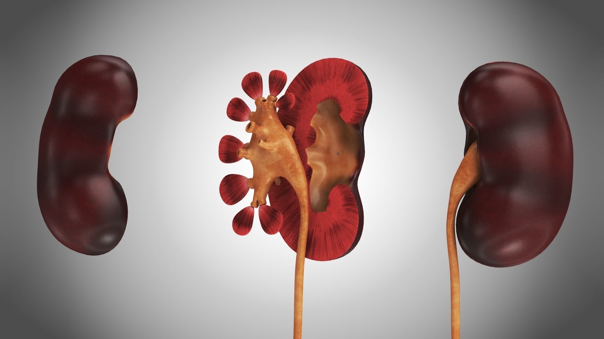 Digestive Organs with Anatomic Cut Low-poly 3D model_18