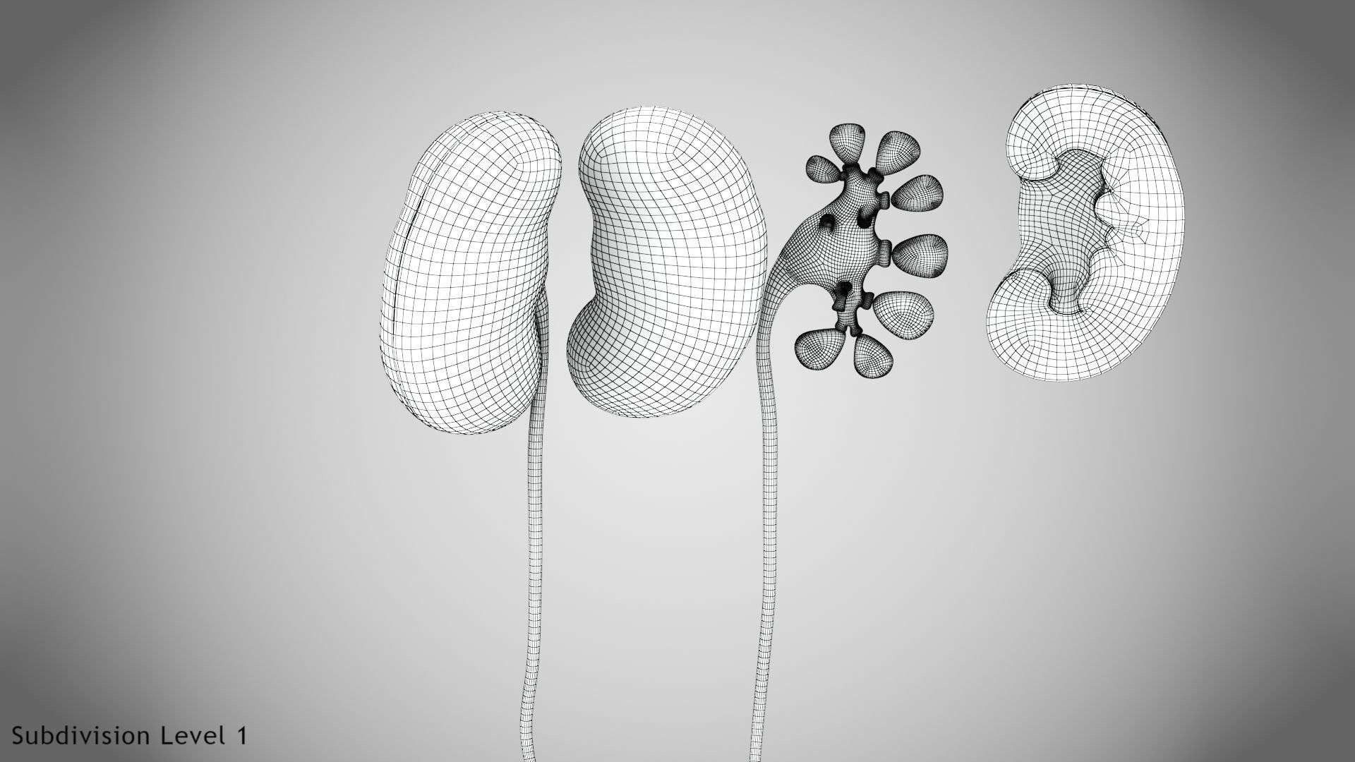 Digestive Organs with Anatomic Cut Low-poly 3D model_58
