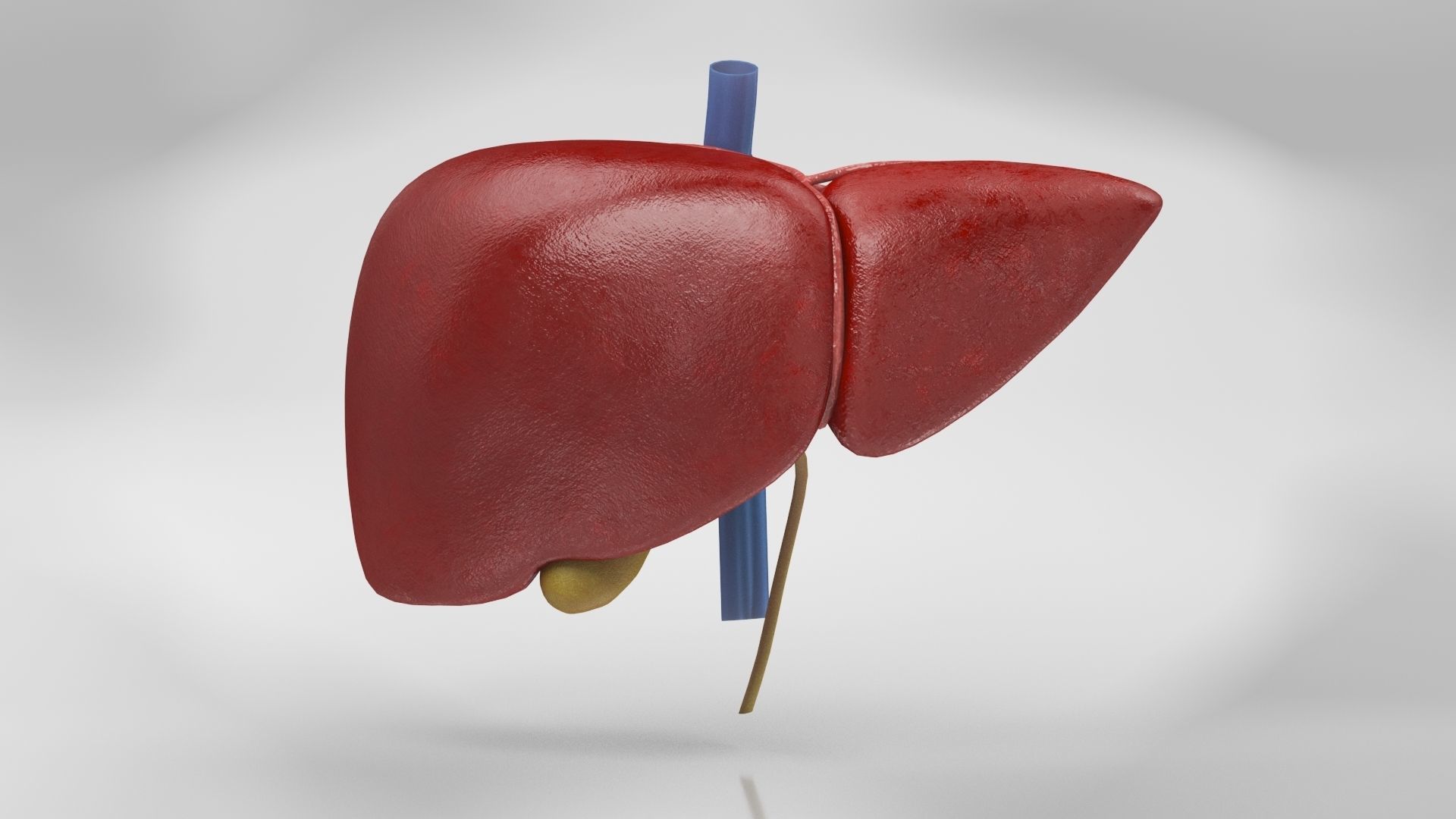 Digestive Organs with Anatomic Cut Low-poly 3D model_25