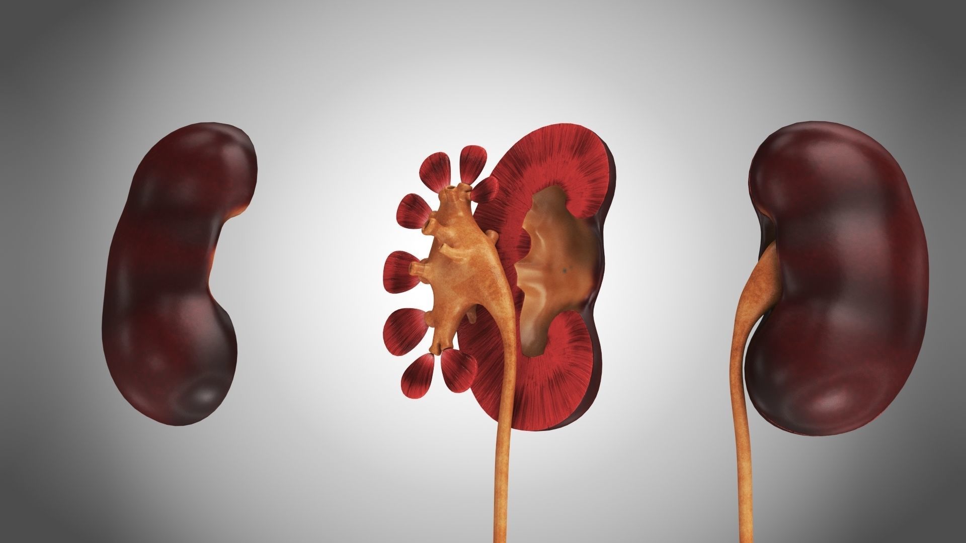 Digestive Organs with Anatomic Cut Low-poly 3D model_19