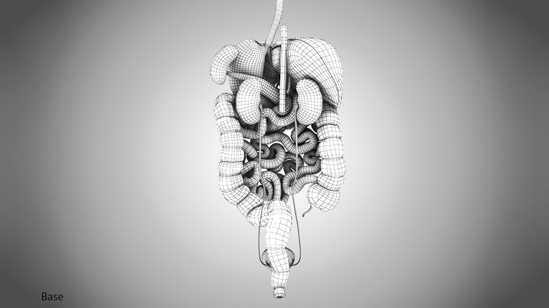 Digestive Organs with Anatomic Cut Low-poly 3D model_84
