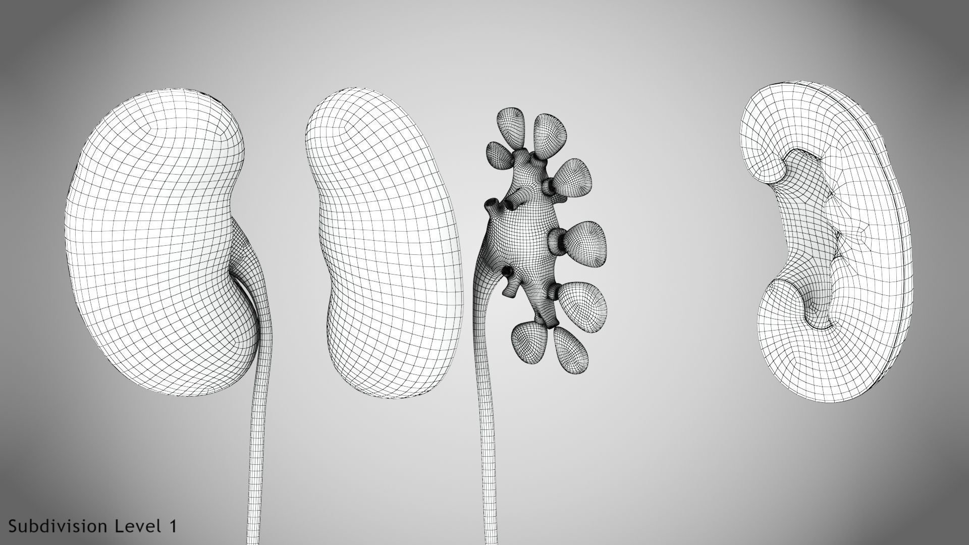 Digestive Organs with Anatomic Cut Low-poly 3D model_68