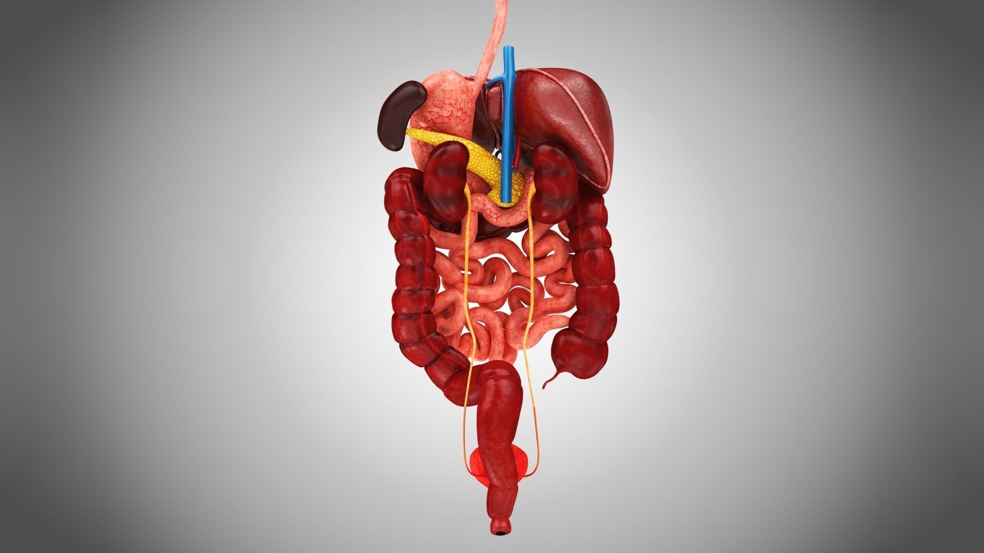 Digestive Organs with Anatomic Cut Low-poly 3D model_9